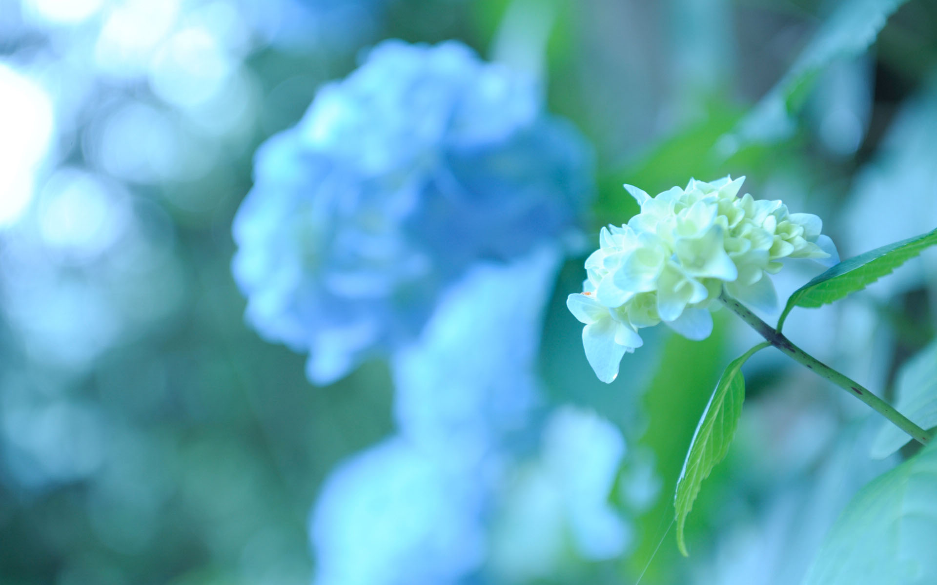 花卉,绣球花,八仙花,紫阳花,洋绣球,绣球,护眼壁纸,儿童桌面专用