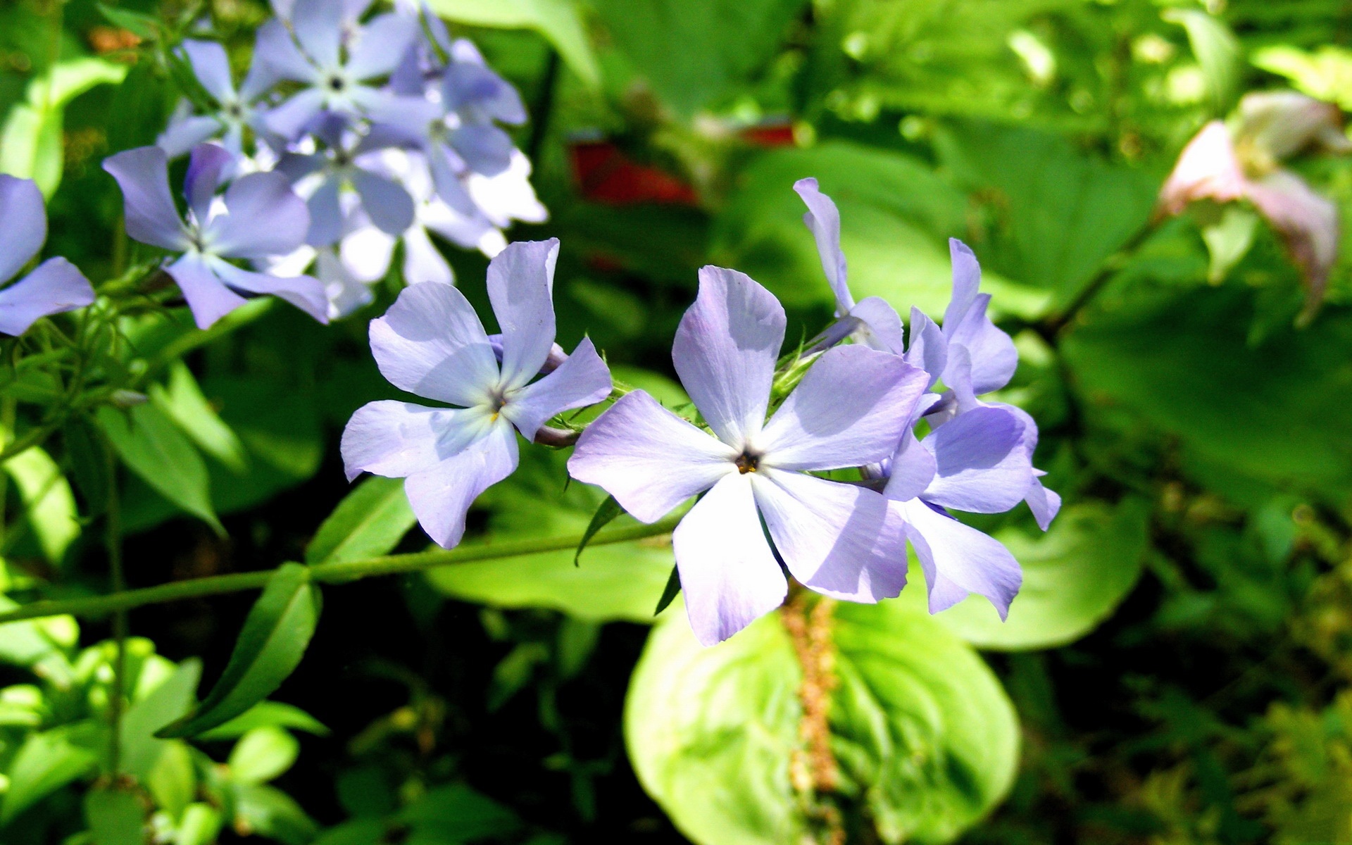 小清新,鸟语花香,花卉,儿童桌面专用