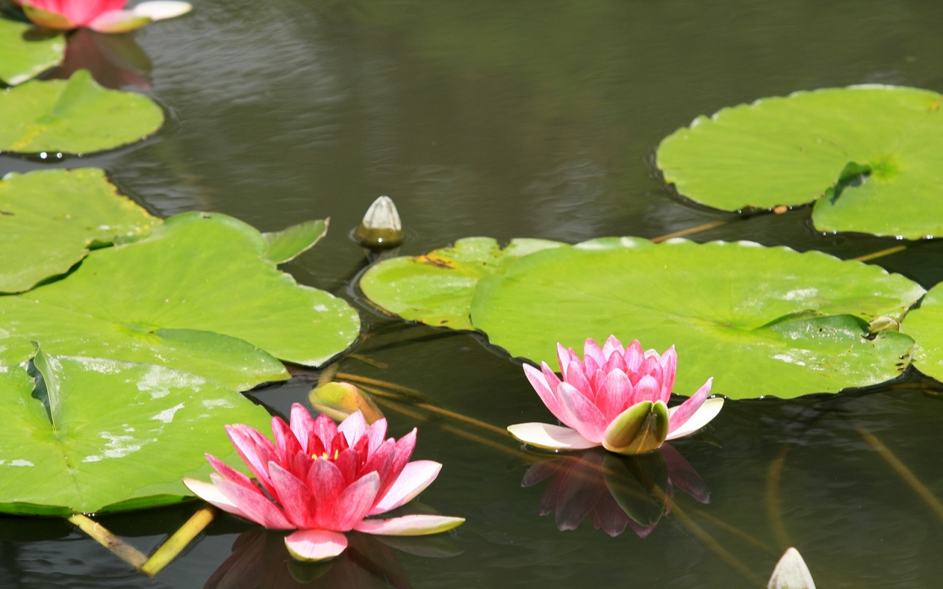 小清新,清新淡雅,花卉,儿童桌面专用