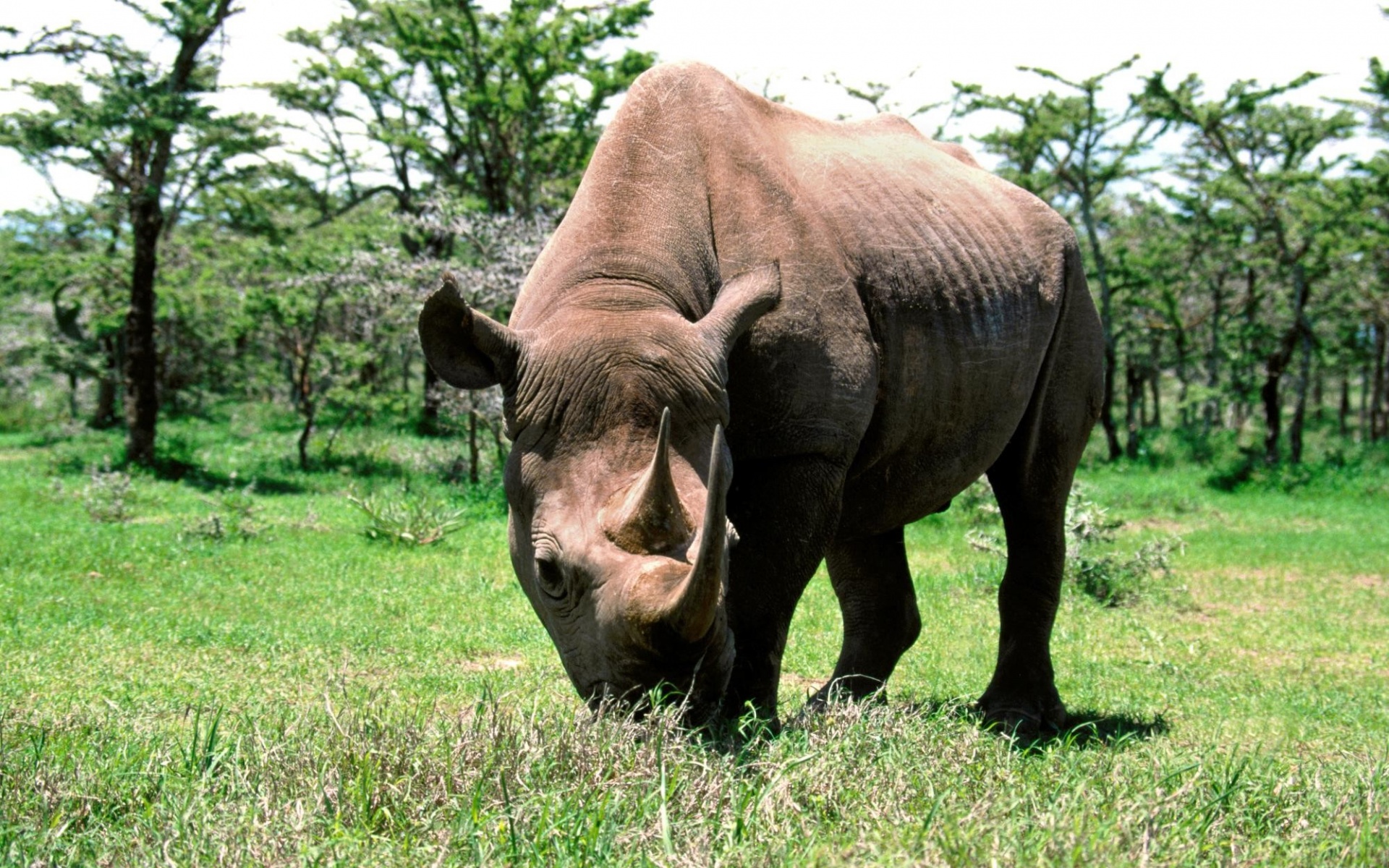 野生动物,犀牛,儿童桌面专用