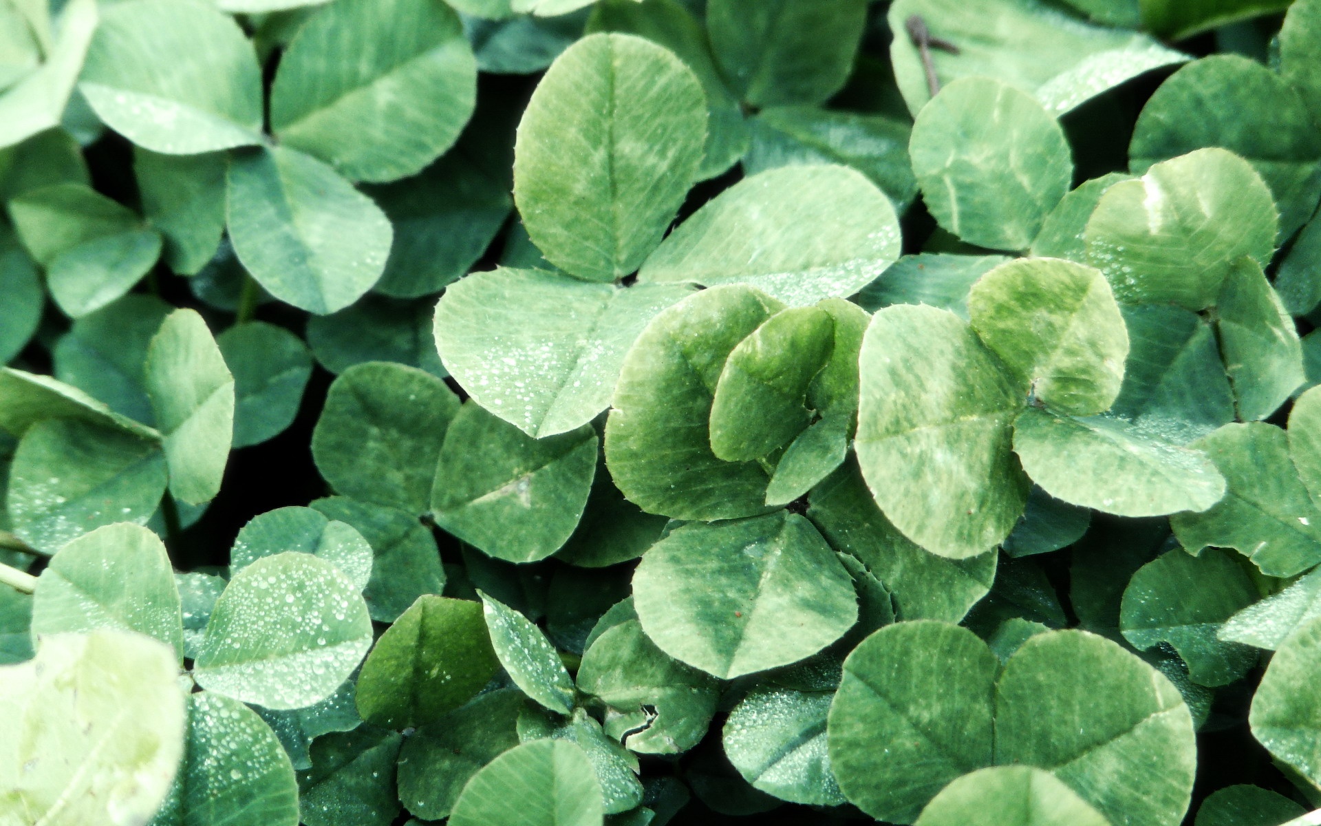 小清新,舒缓压力,绿色,绿叶,儿童桌面专用