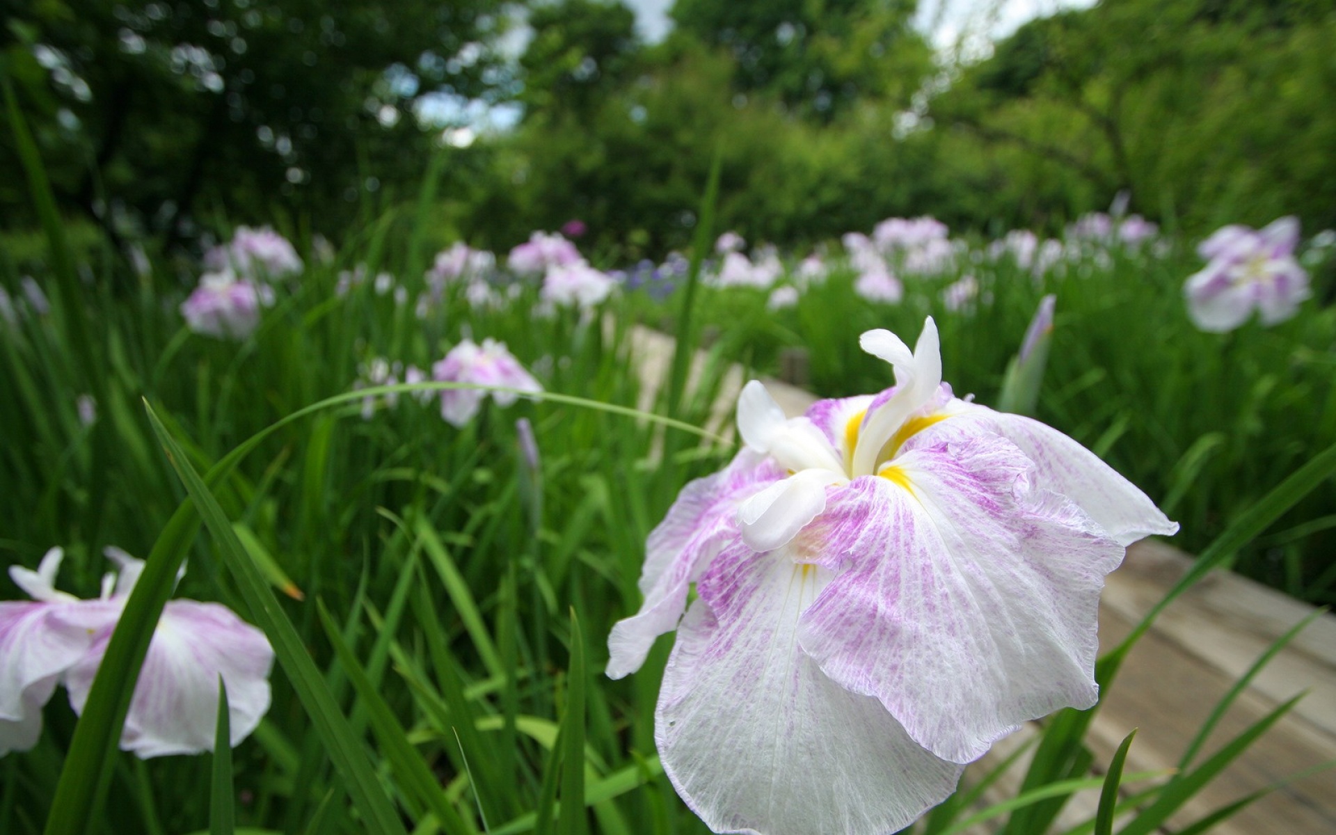 小清新,清新淡雅,花卉,儿童桌面专用