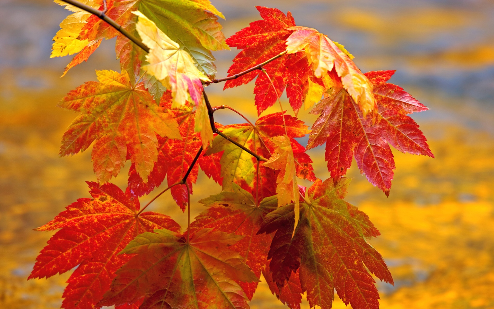 Webshots,2010年,十一月,精美,风光,动物,摄影,2012Y十月31D,儿童桌面专用