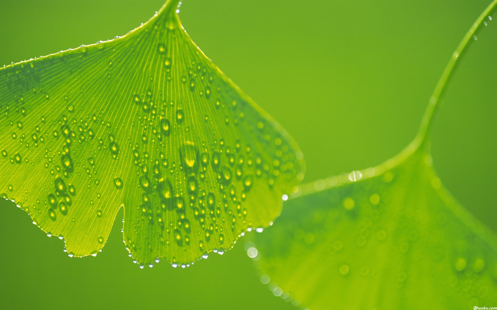 小清新,护眼壁纸,绿色,儿童桌面专用