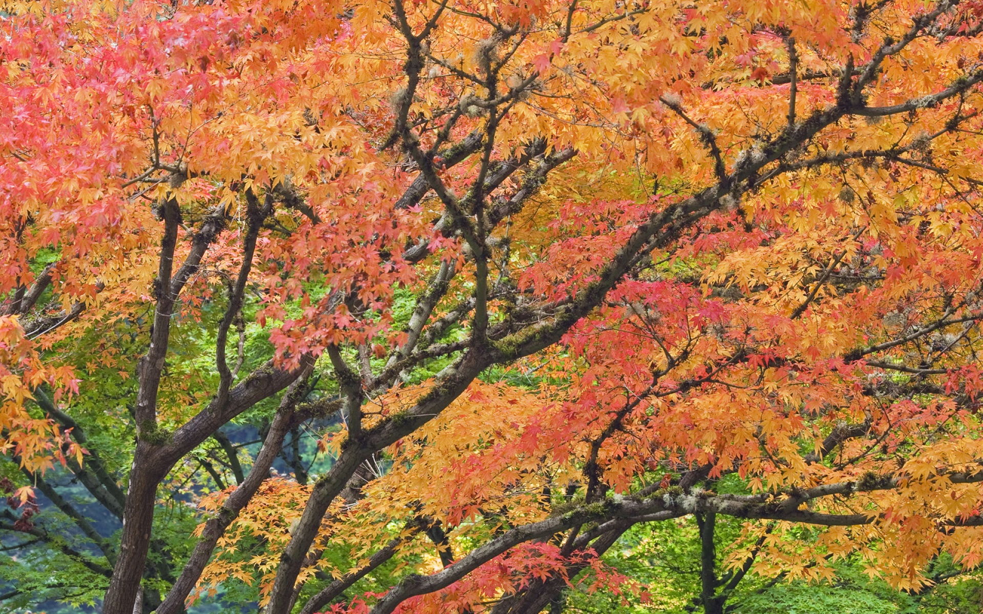 Webshots,2010年,十一月,精美,风光,动物,摄影,2012Y十月31D,儿童桌面专用