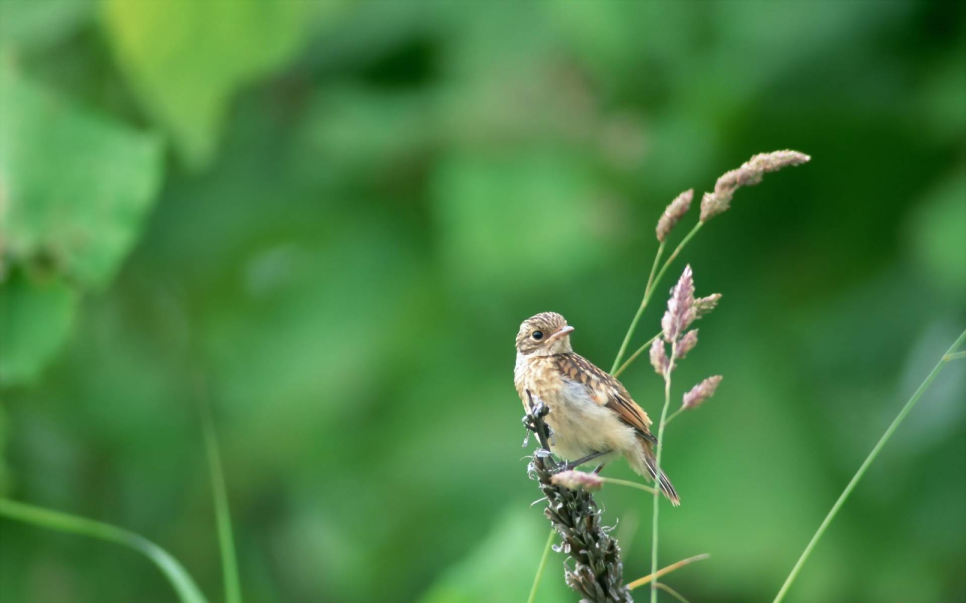 高清,鸟,动物,摄影,2012Y十一月03D,儿童桌面专用