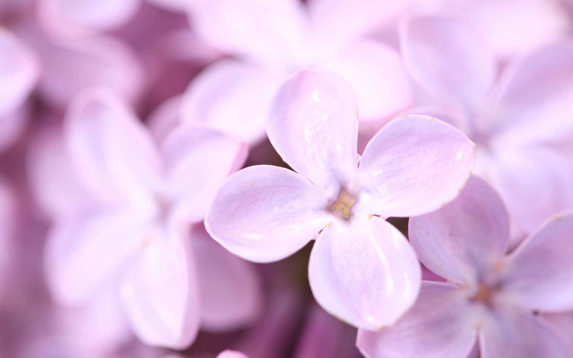 小清新,清新淡雅,花卉,丁香花,儿童桌面专用