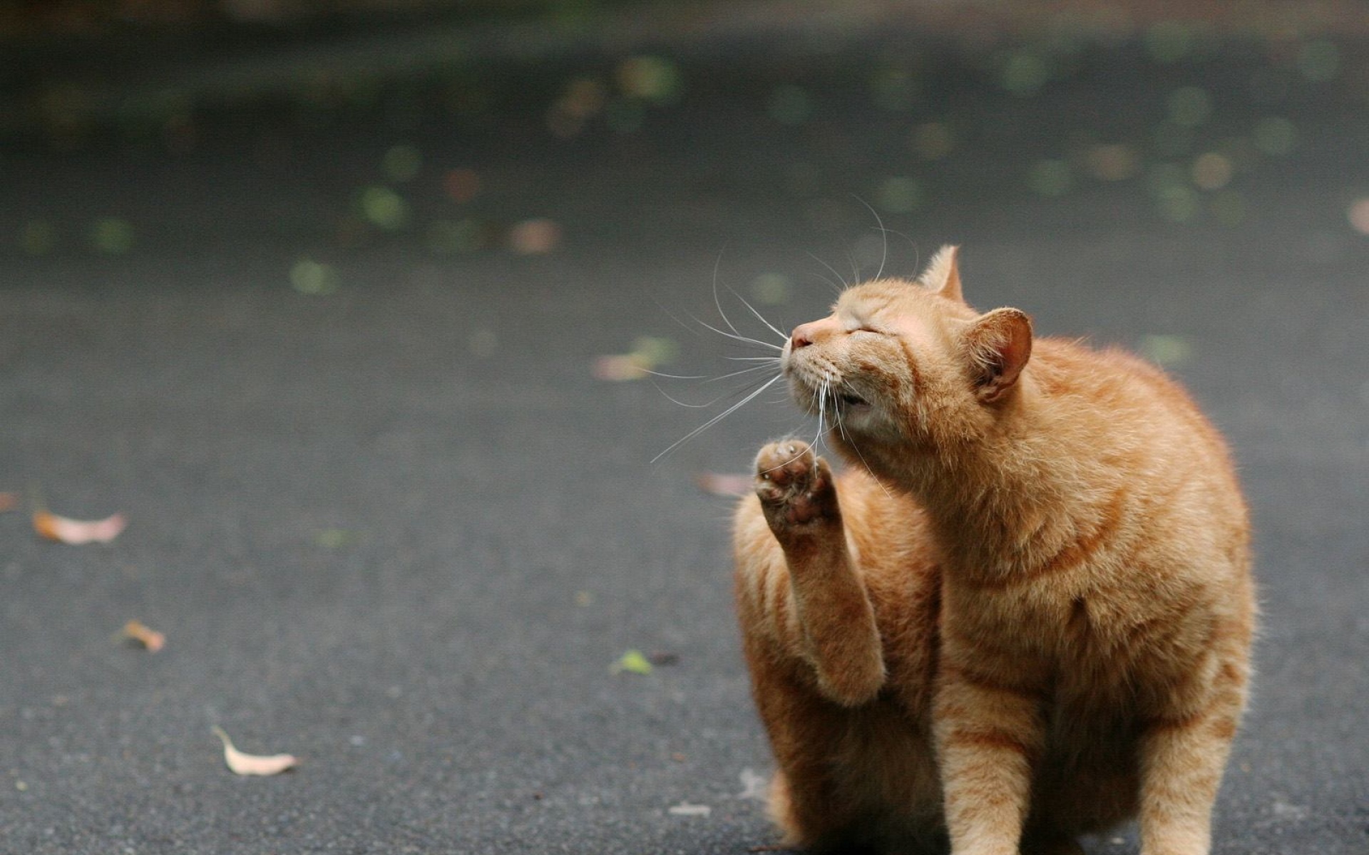 街角,小猫咪,摄影,高清,猫,动物,2012Y十月31D,儿童桌面专用