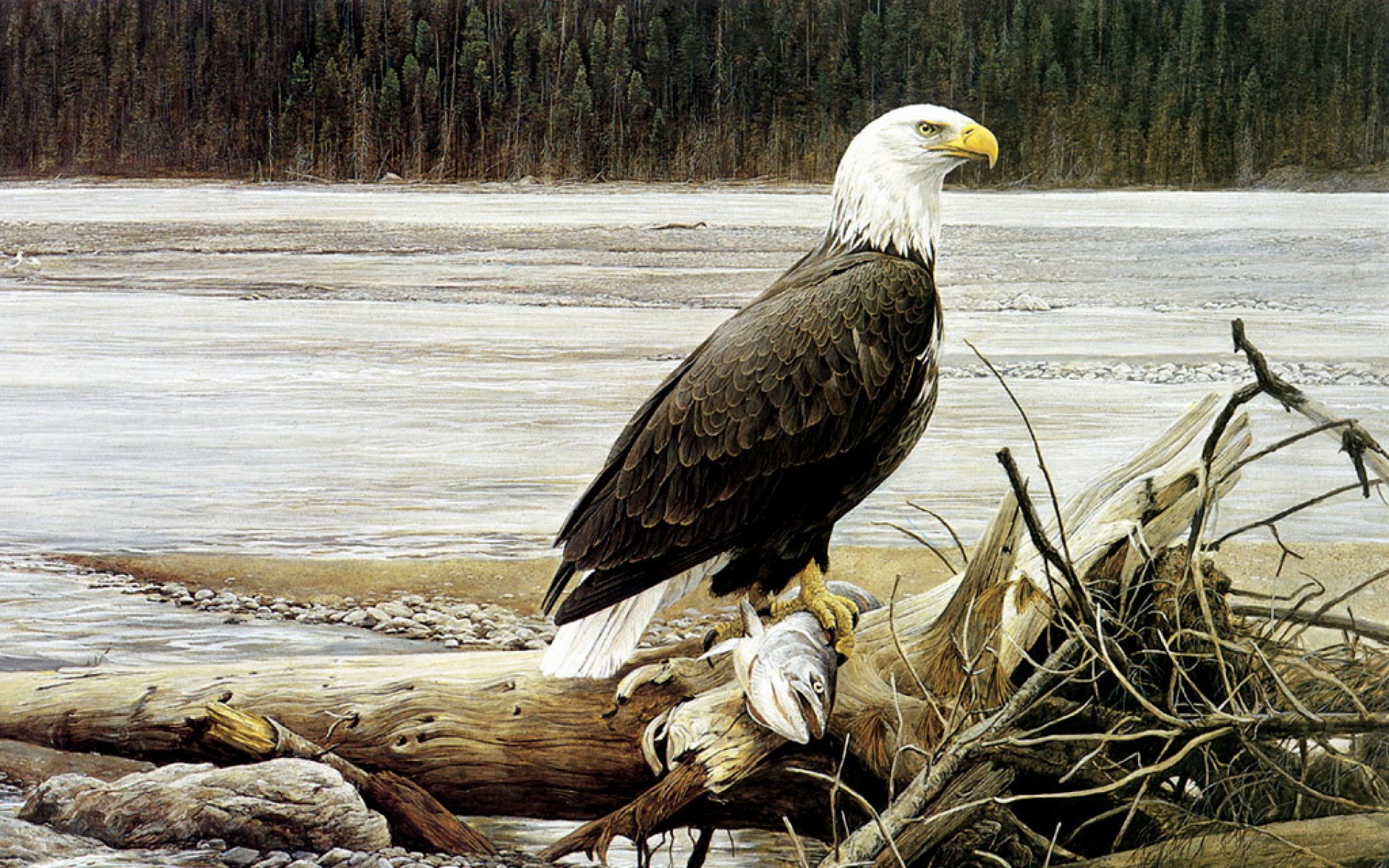 动物,绘画,风格,2012Y十一月05D,儿童桌面专用