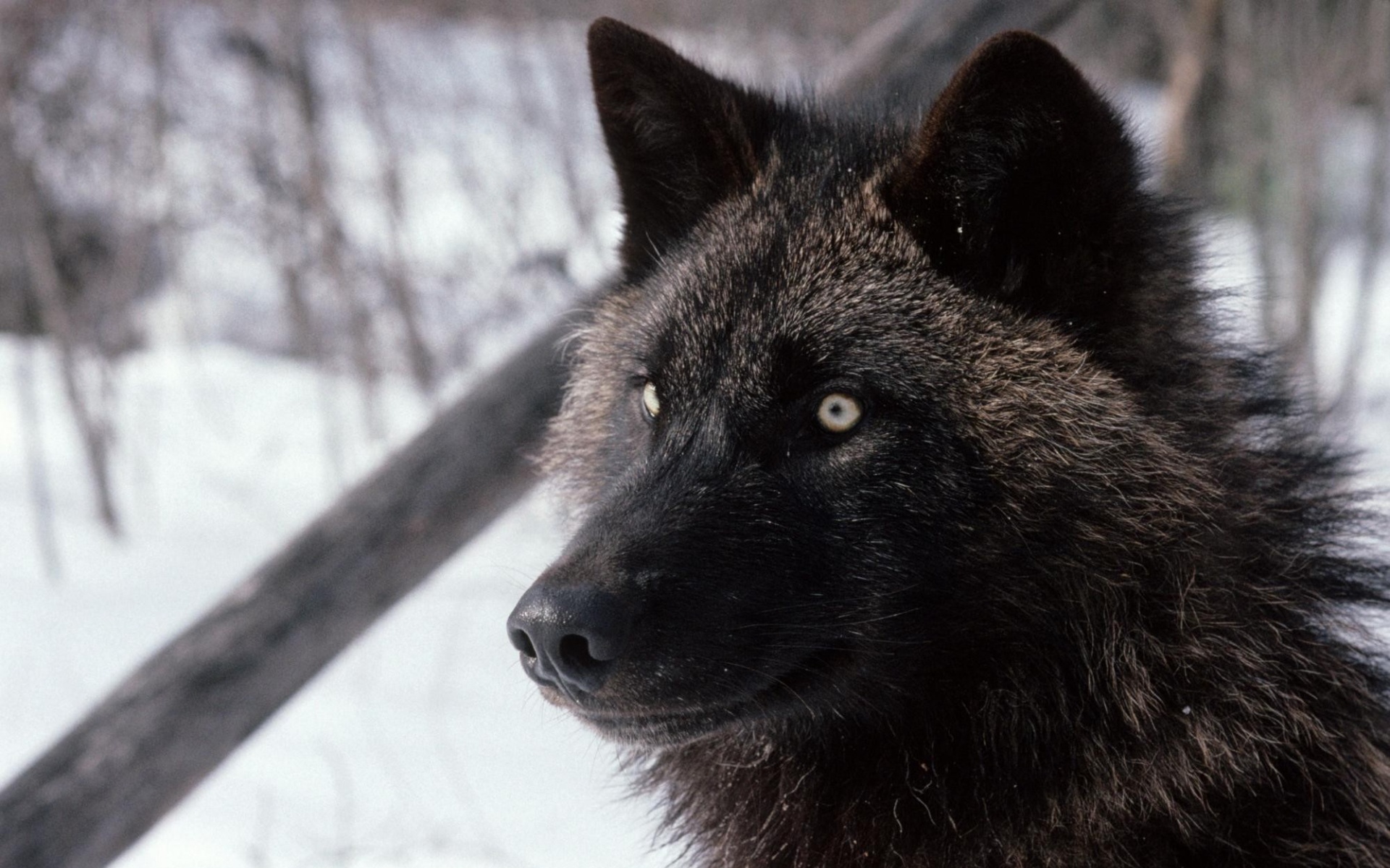 野生动物,狼,儿童桌面专用
