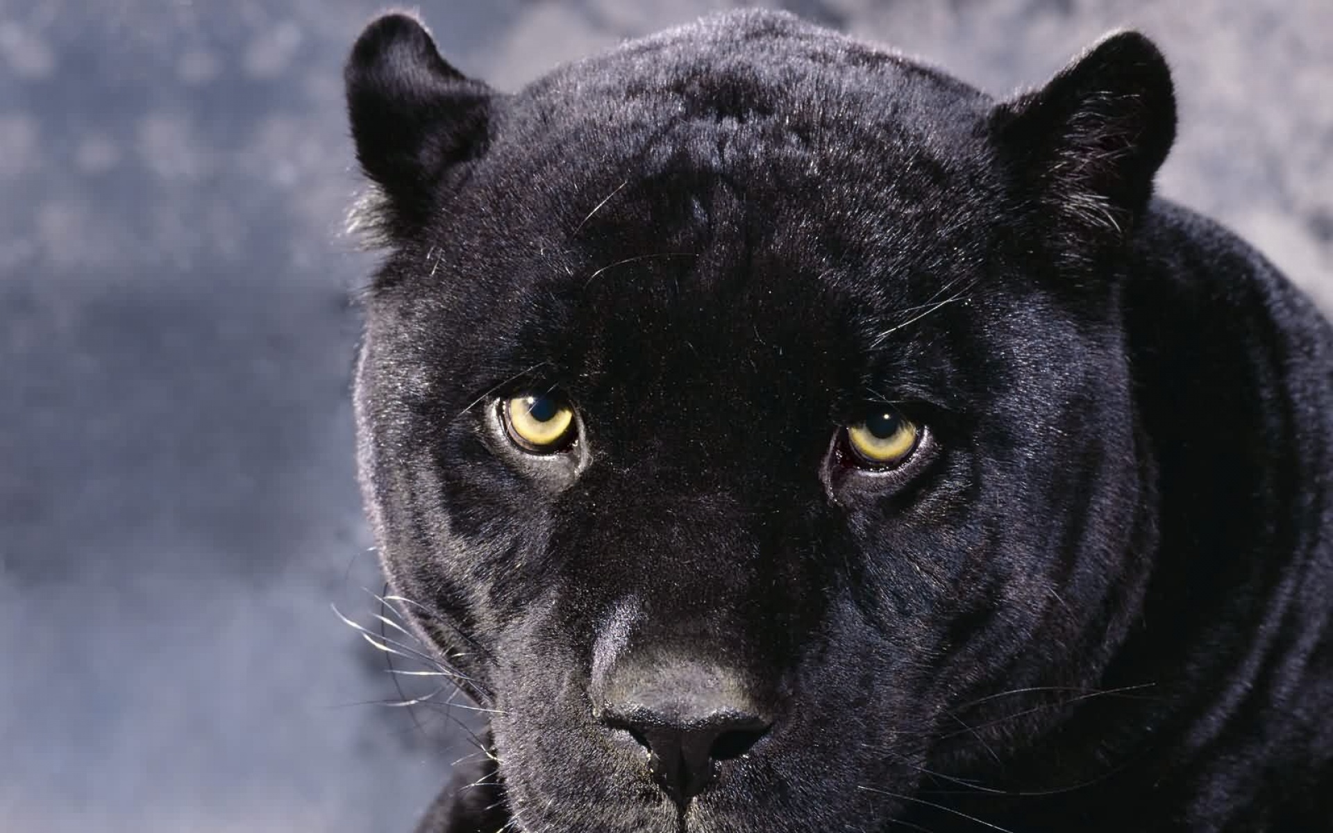 猫科,野兽,动物,狮子,老虎,2012Y十一月03D,儿童桌面专用