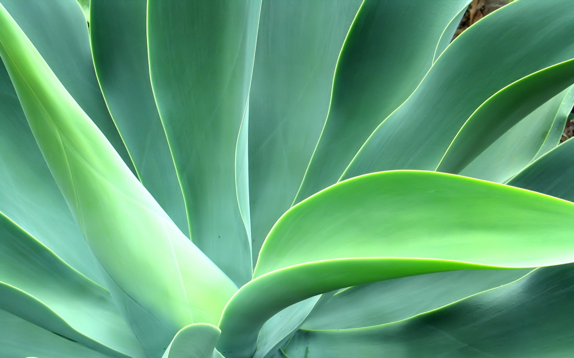 小清新,护眼壁纸,绿色,儿童桌面专用