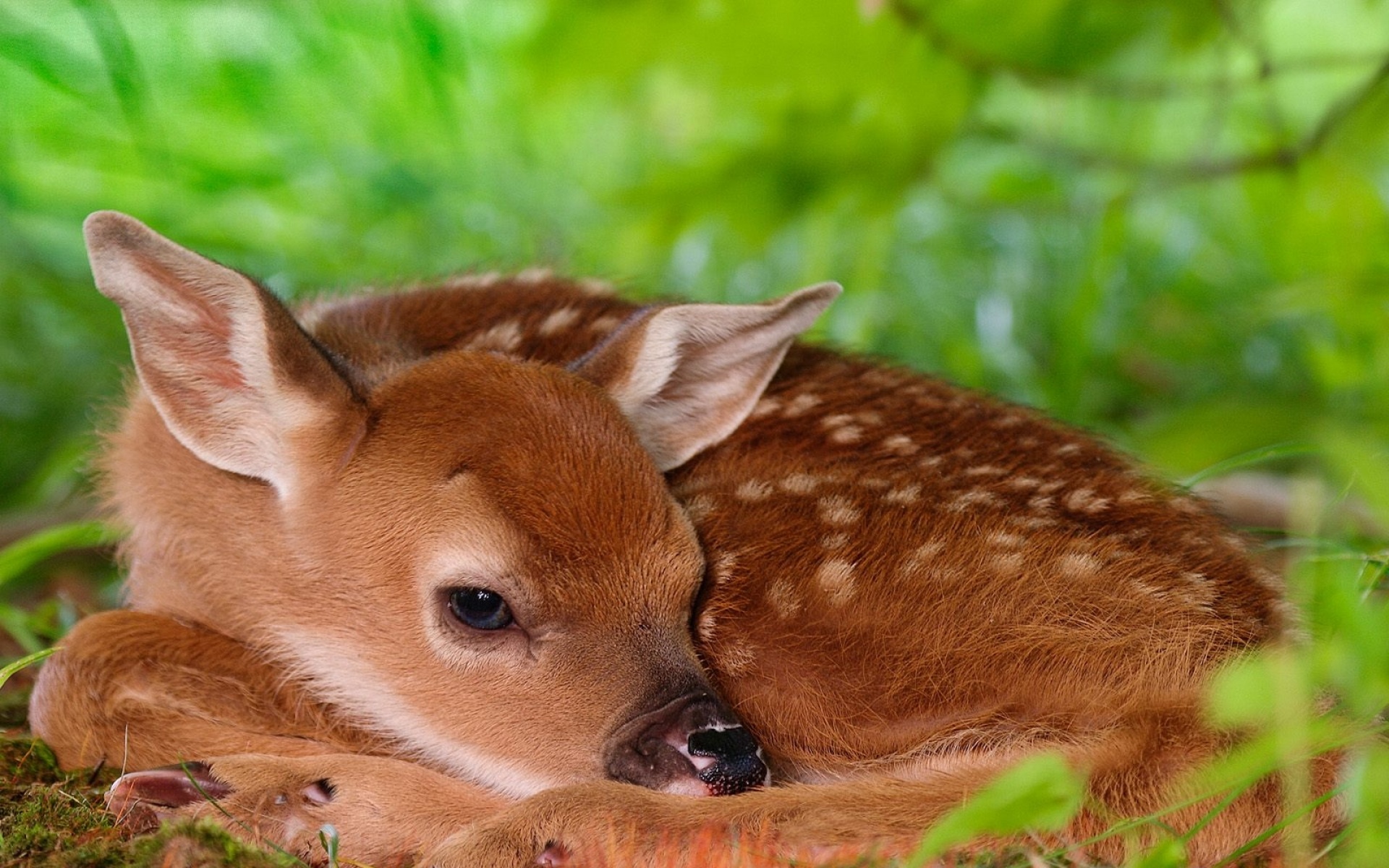 高清,动物,2012Y十一月12D,儿童桌面专用