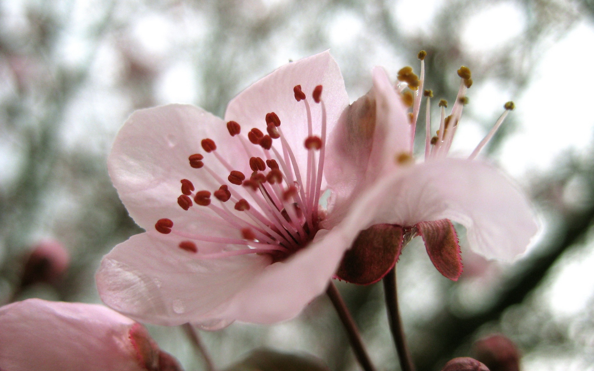 小清新,清新淡雅,花卉,儿童桌面专用