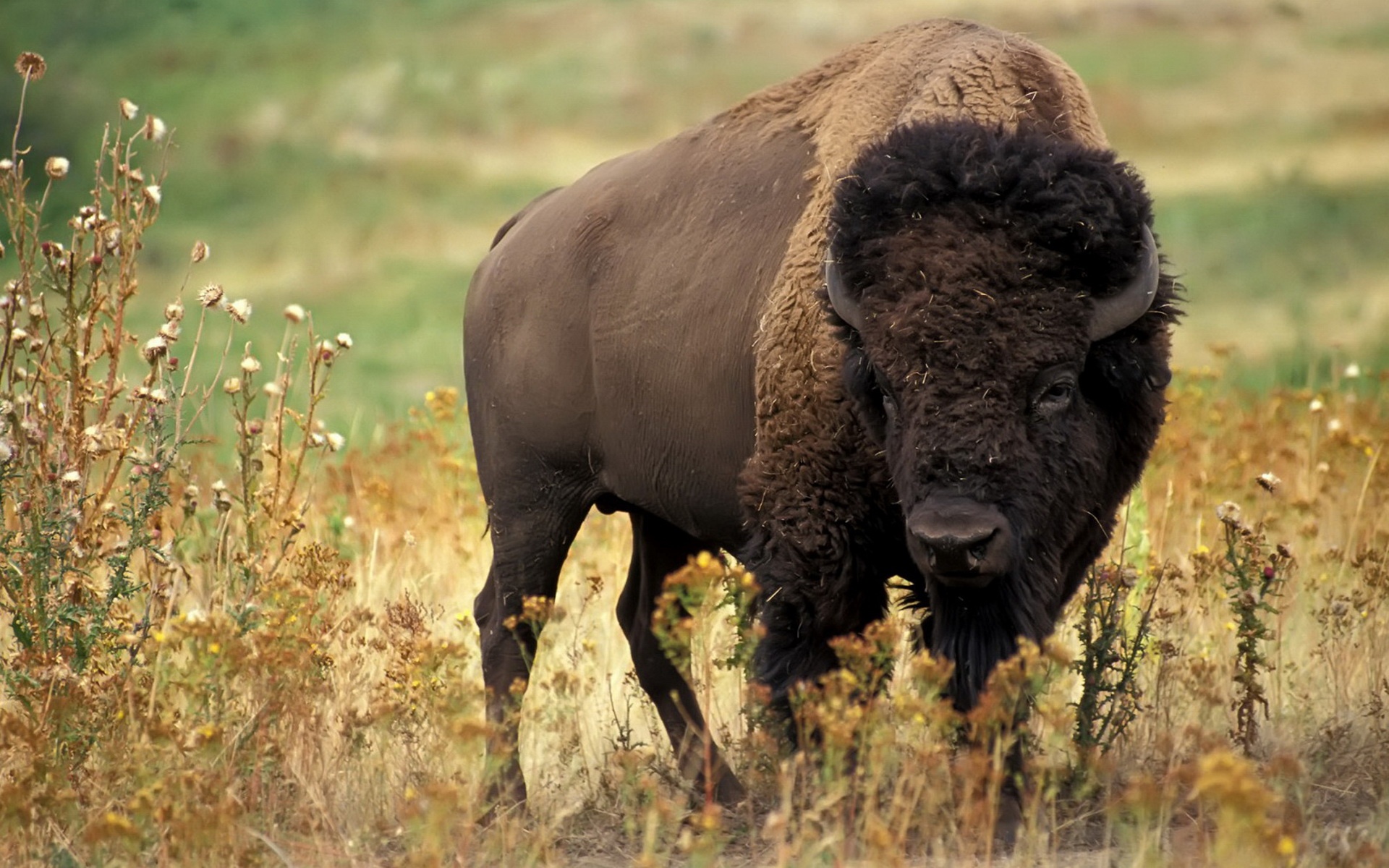 精美,动物,高清,宽屏,2012Y十一月04D,儿童桌面专用