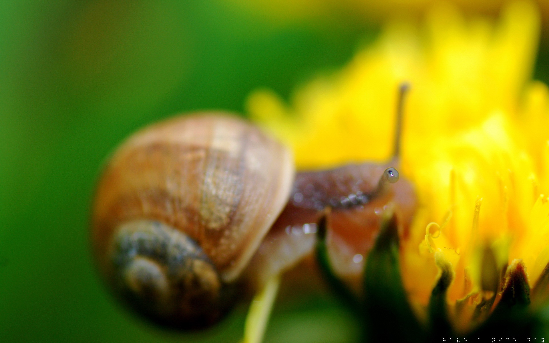 宽屏,植物,单反,摄影,昆虫图,2012Y十一月03D,儿童桌面专用