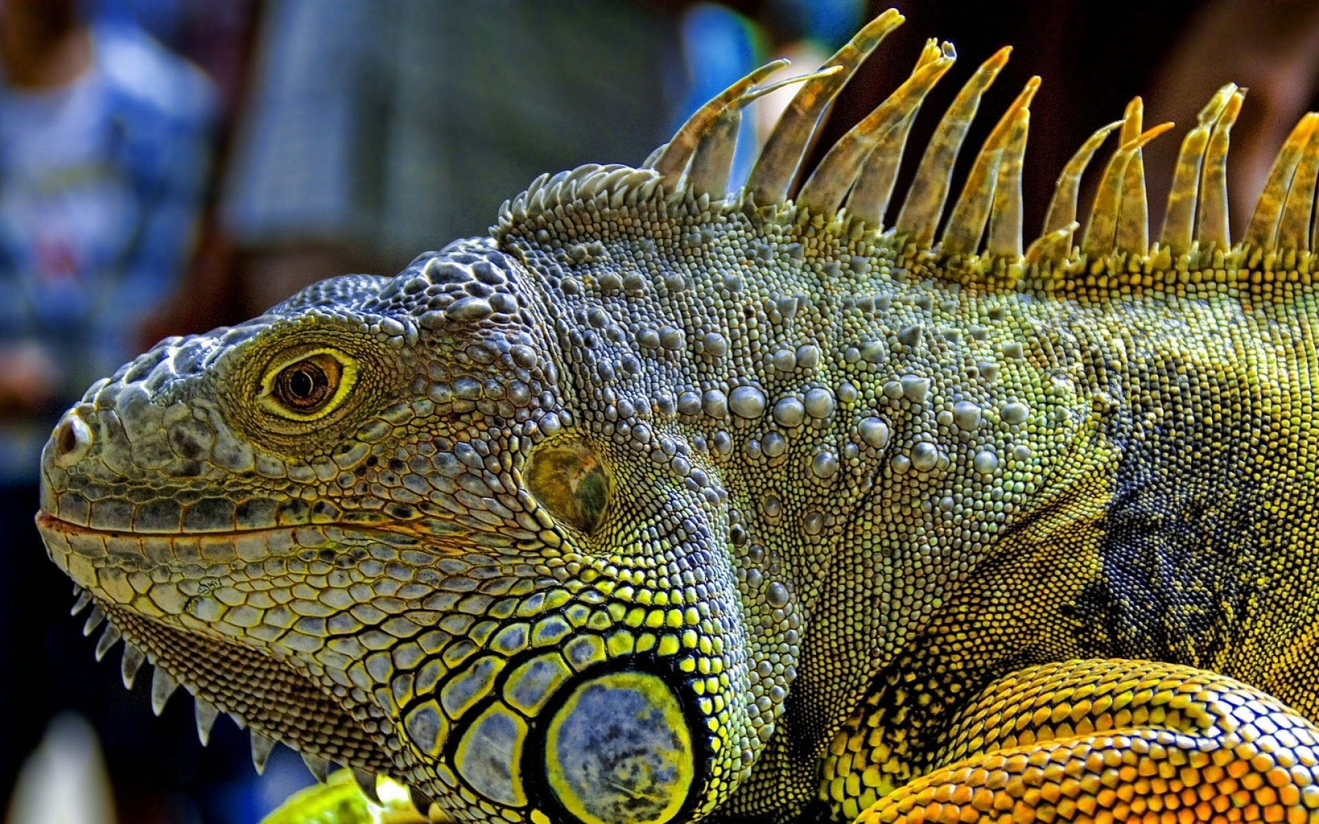 高清,动物,2012Y十一月11D,儿童桌面专用