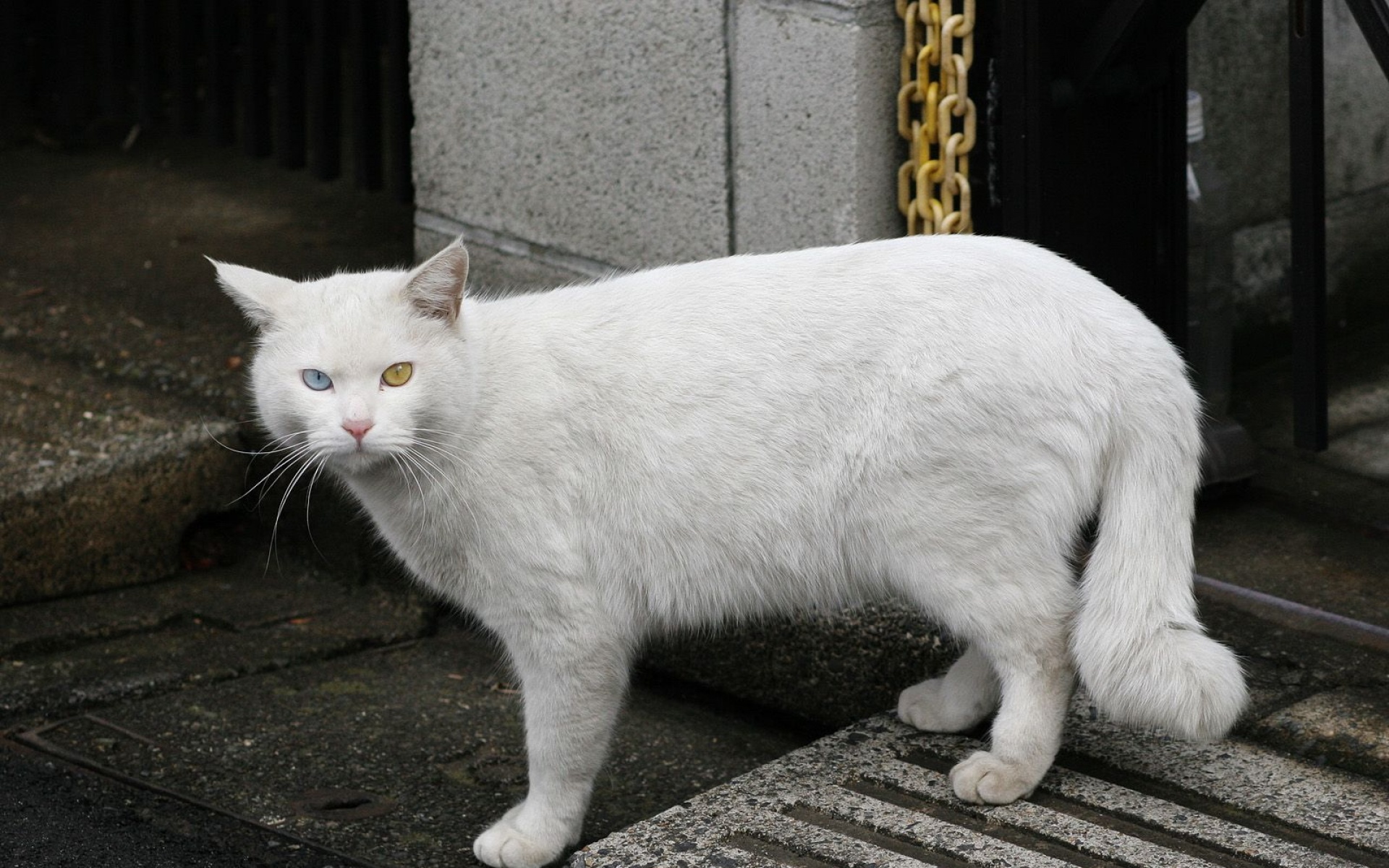 街角,小猫咪,摄影,高清,猫,动物,2012Y十月31D,儿童桌面专用