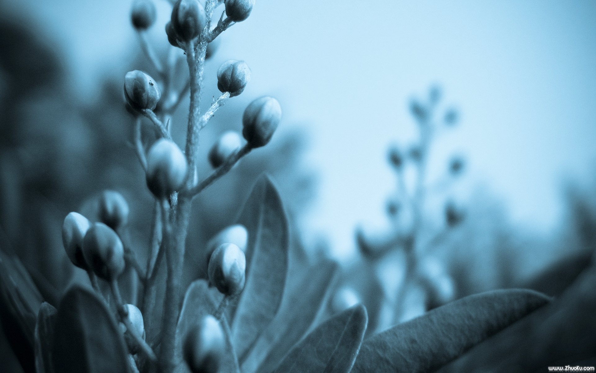 小清新,清新淡雅,植物,儿童桌面专用