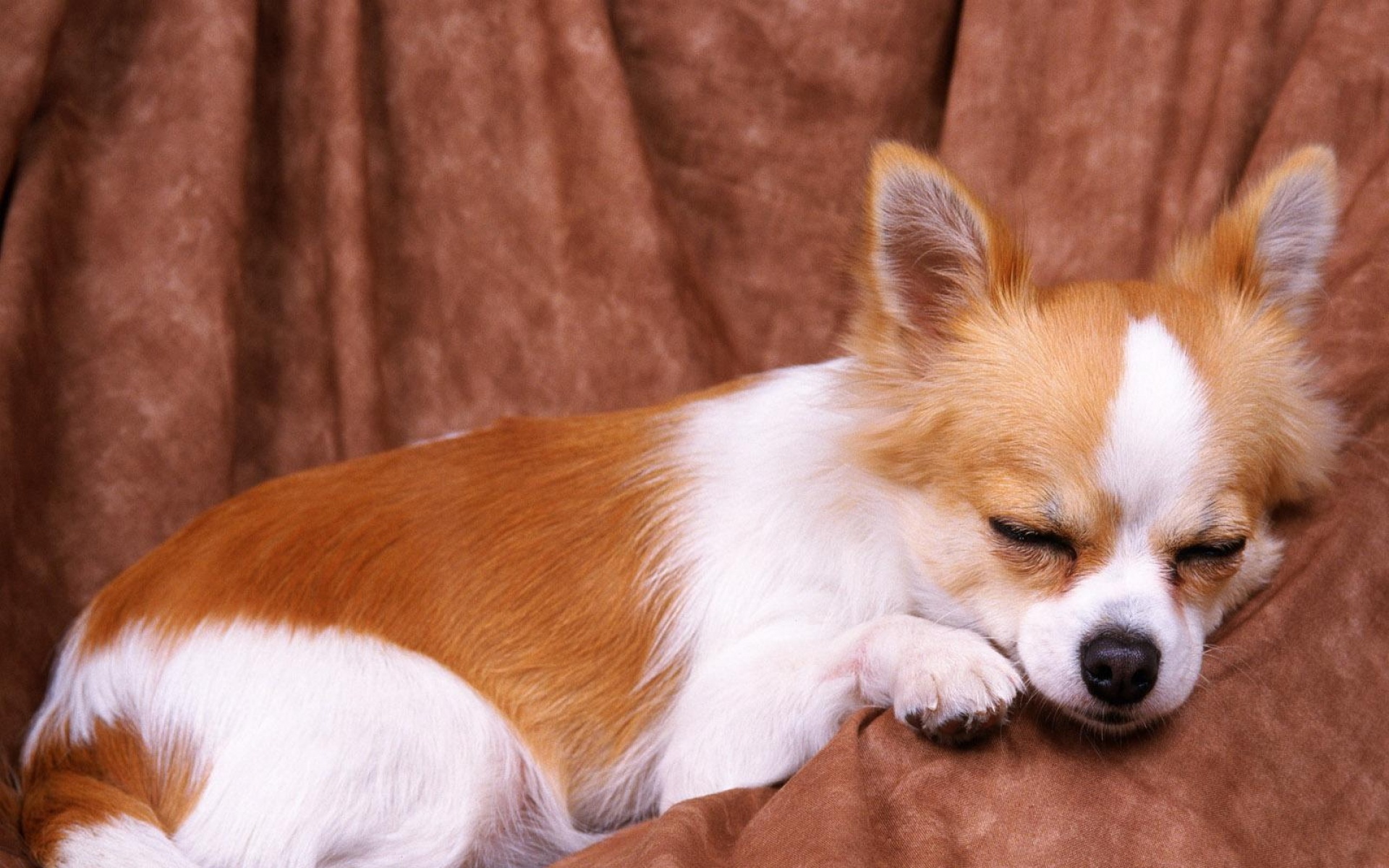 汪星人,儿童桌面专用