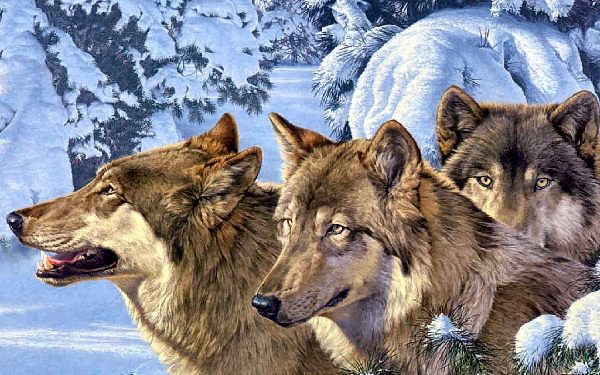 动物,绘画,风格,2012Y十一月05D,狼,儿童桌面专用