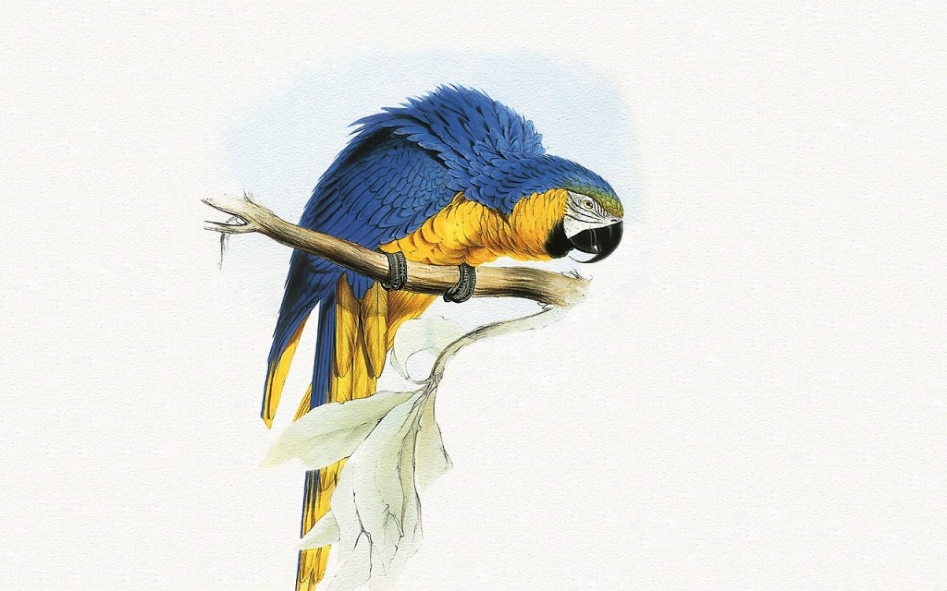 动物,绘画,风格,2012Y十一月04D,儿童桌面专用