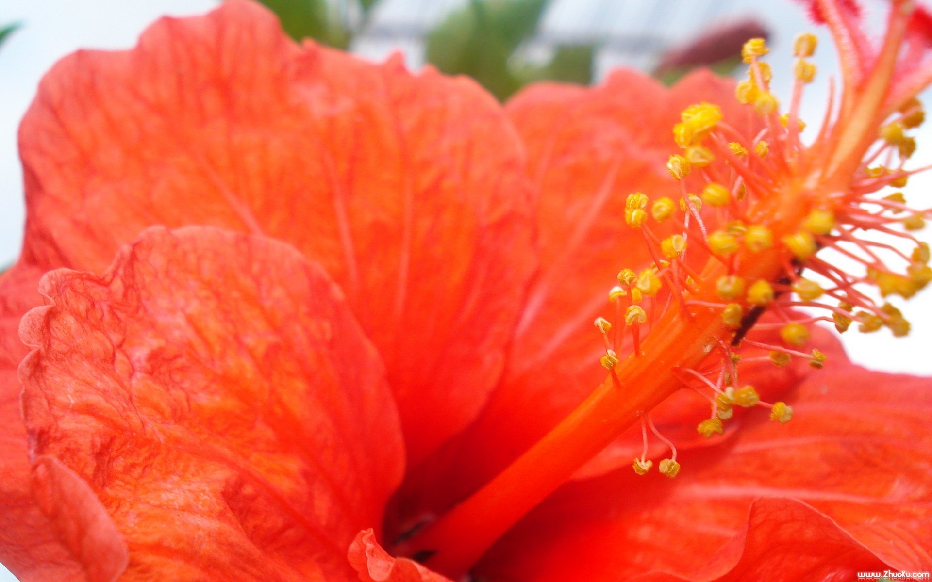 小清新,鸟语花香,花卉,儿童桌面专用