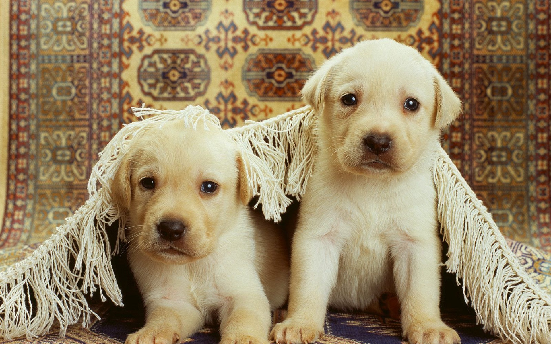 卖萌图,狗狗,儿童桌面专用