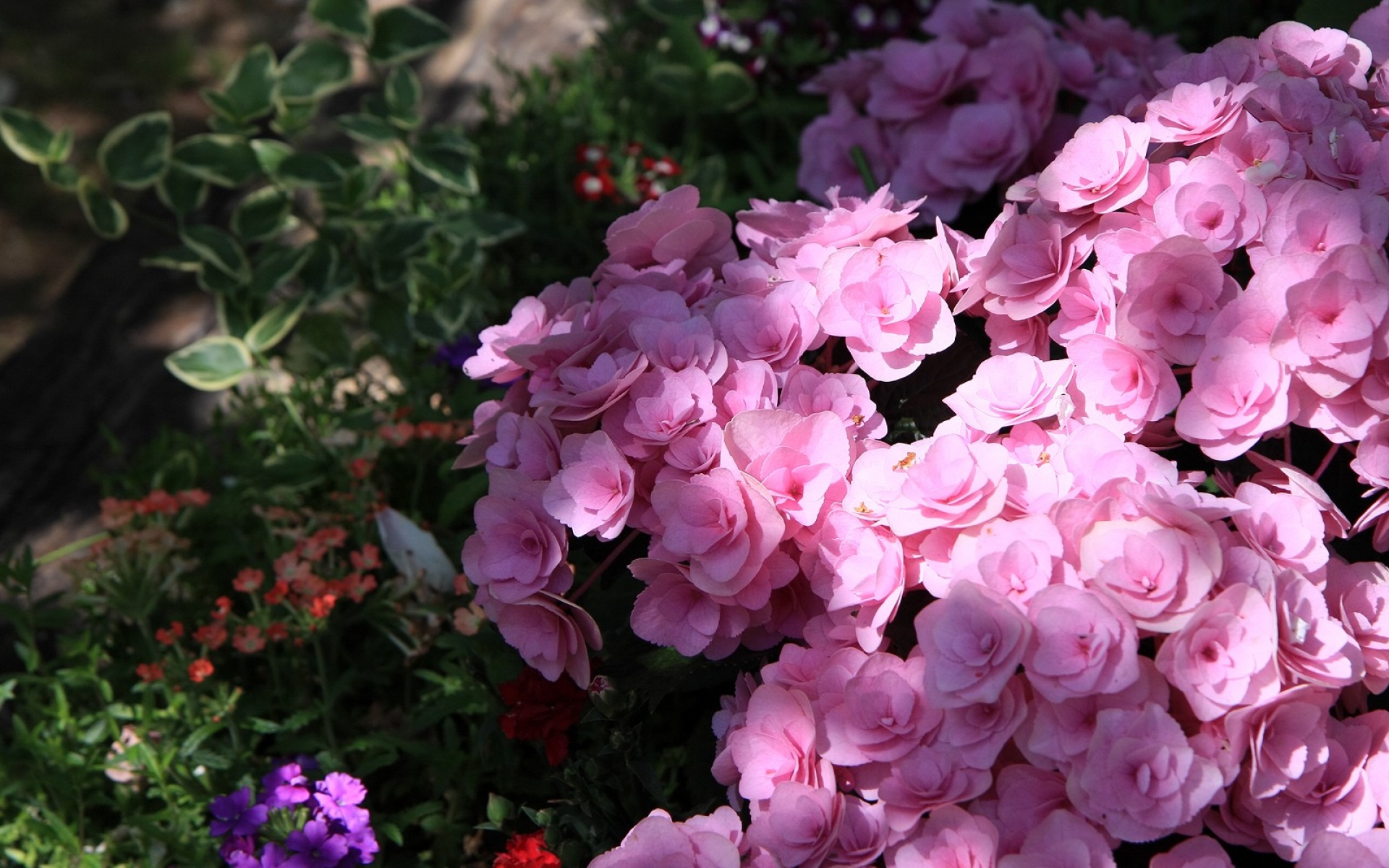 小清新,鸟语花香,花卉,儿童桌面专用
