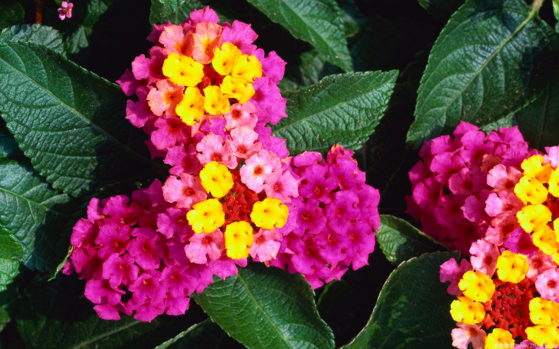 鸟语花香,儿童桌面专用