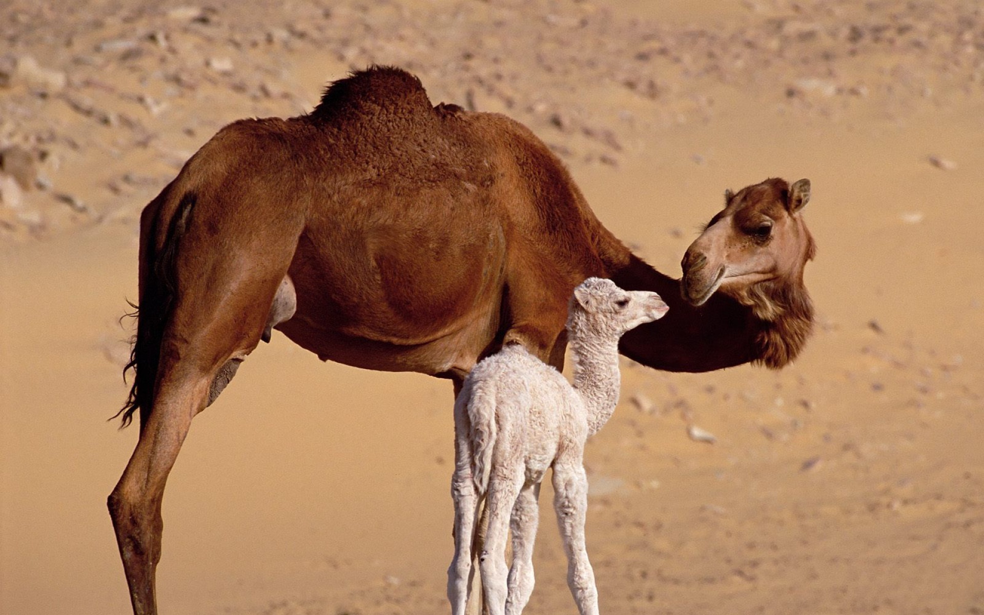野生动物,骆驼,儿童桌面专用