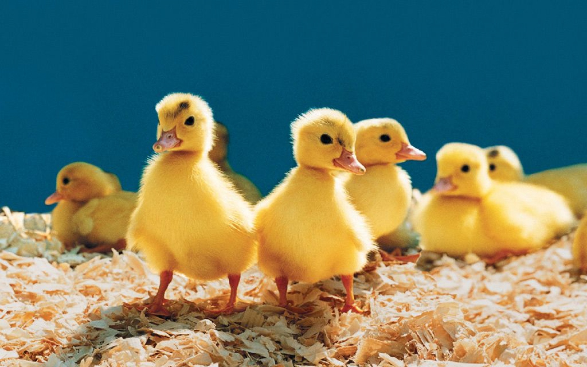 卖萌图,鸭子,儿童桌面专用