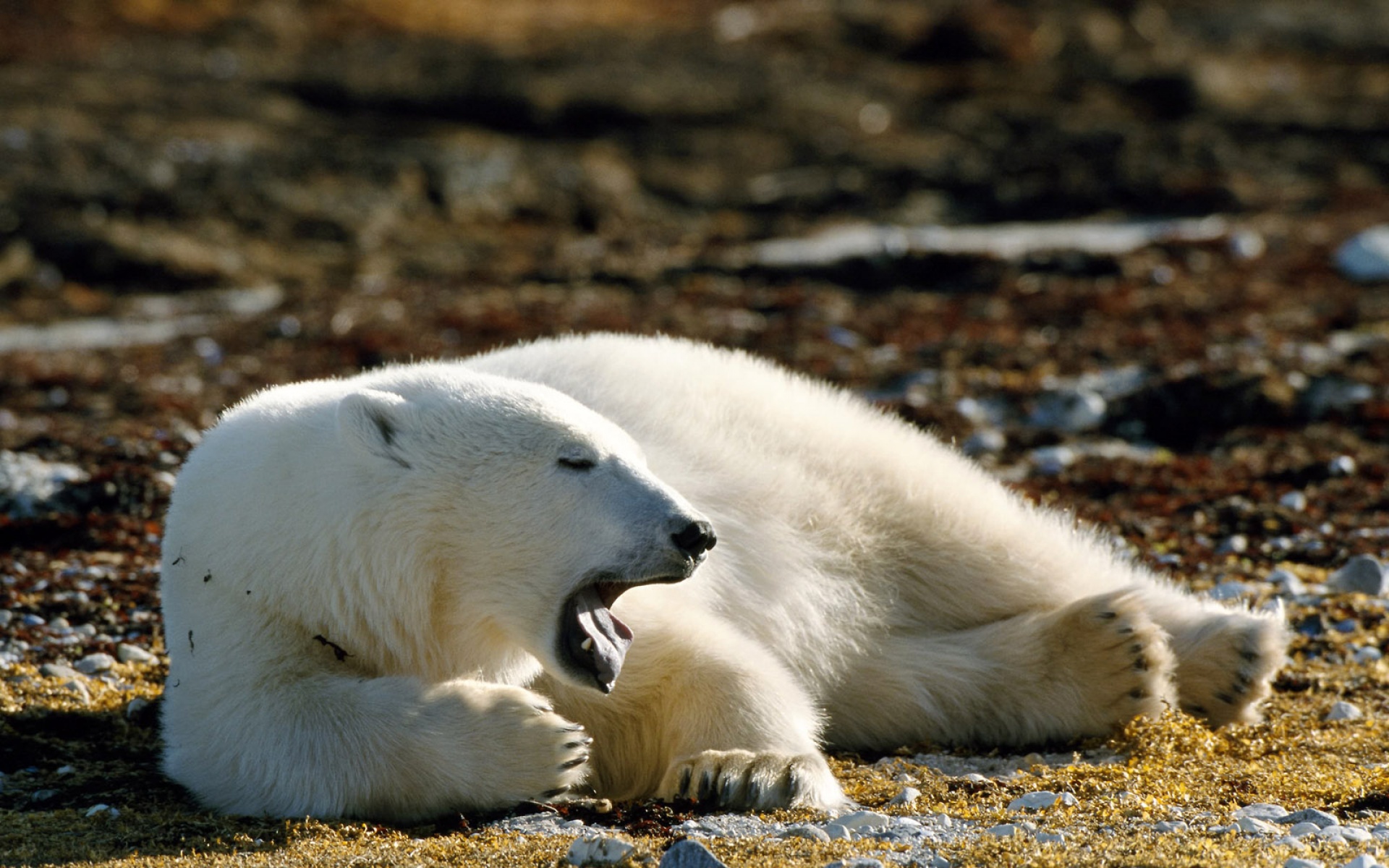 动物,合集,2012Y十一月11D,北极熊,儿童桌面专用