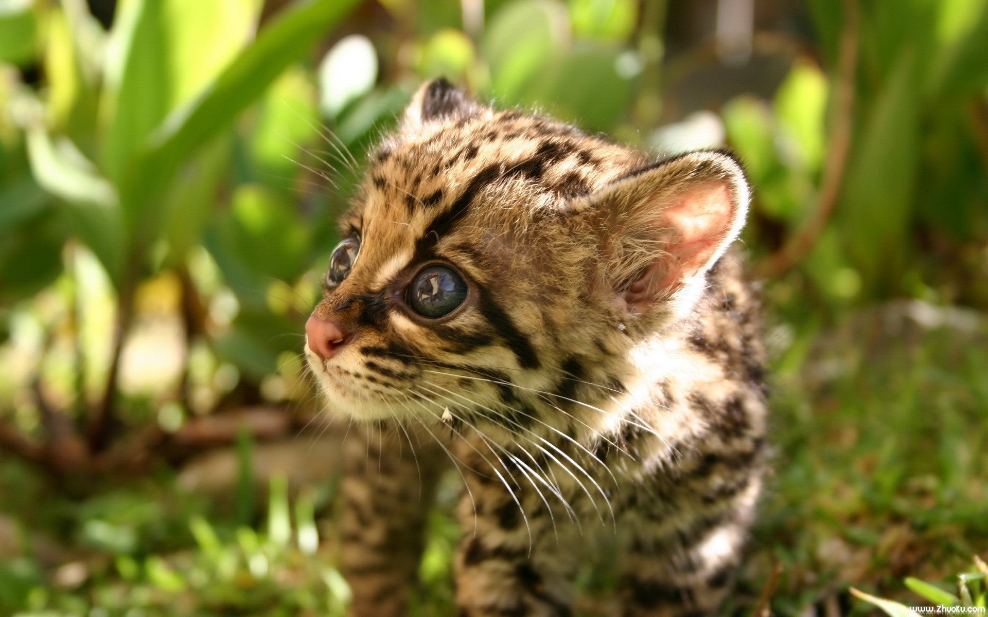 猫科,动物,高清,2012Y十一月04D,儿童桌面专用