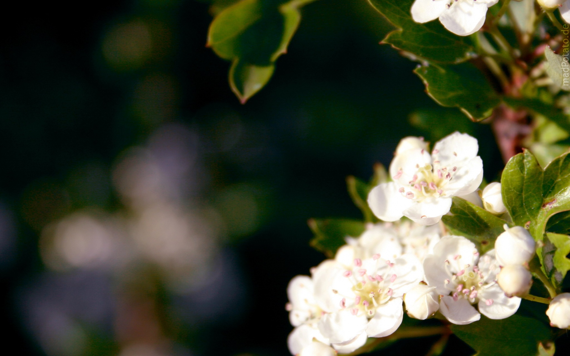 小清新,鸟语花香,花卉,儿童桌面专用