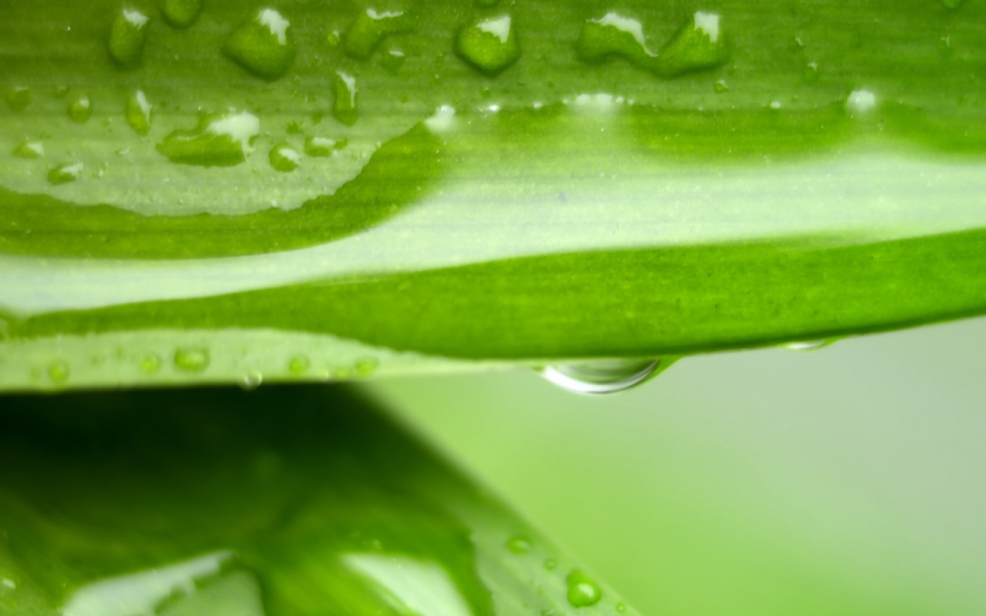 小清新,护眼壁纸,绿色,儿童桌面专用