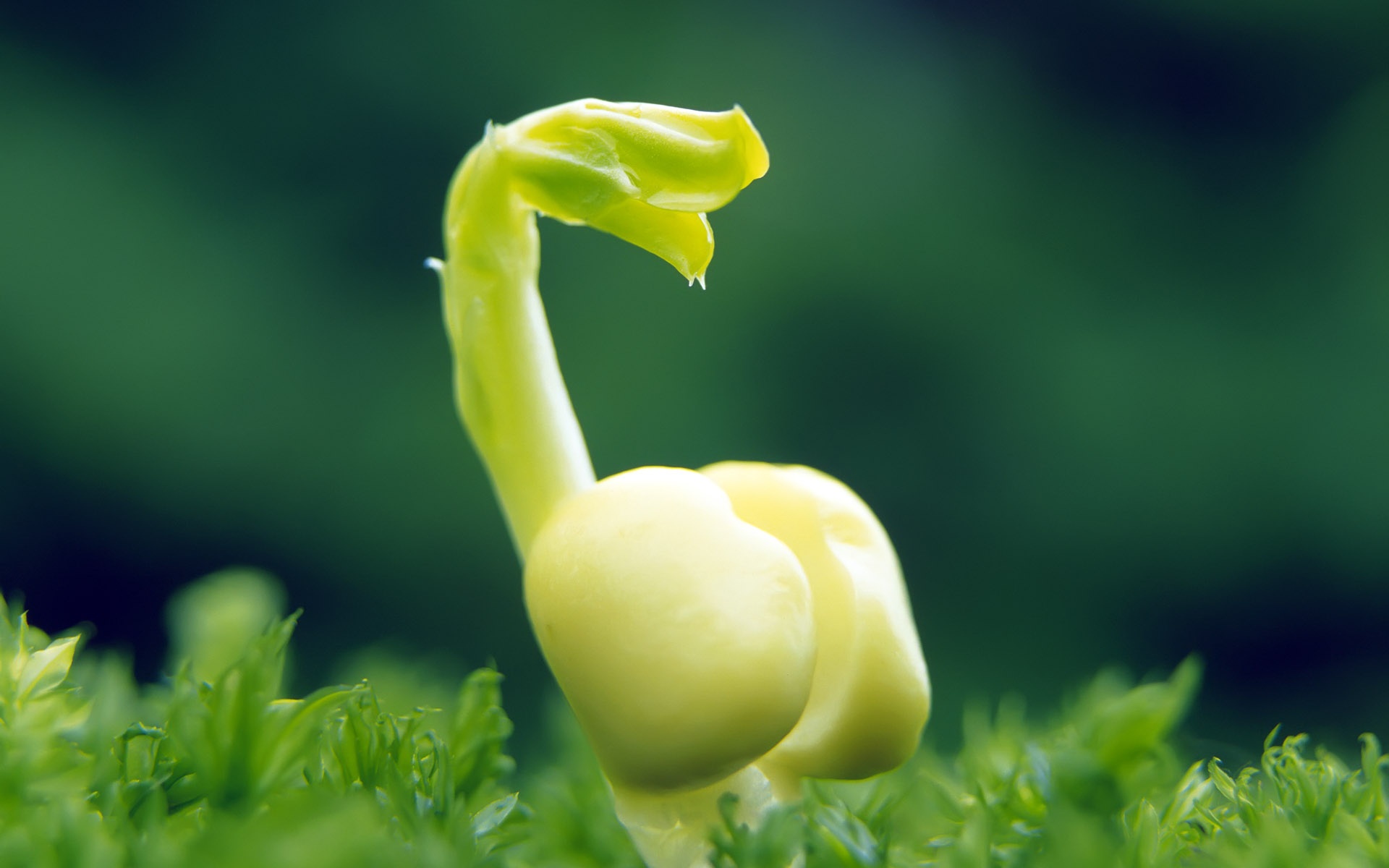 小清新,护眼壁纸,绿芽,绿色,儿童桌面专用