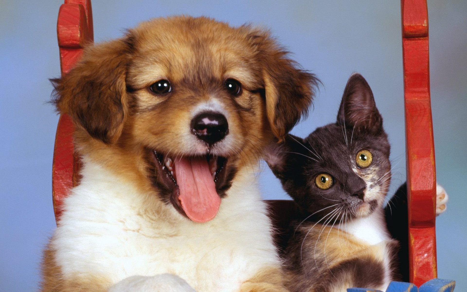 卖萌图,狗,猫,儿童桌面专用