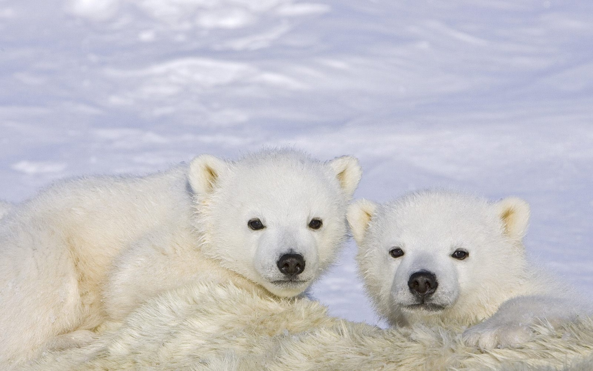 北极熊,极地物种,儿童桌面专用