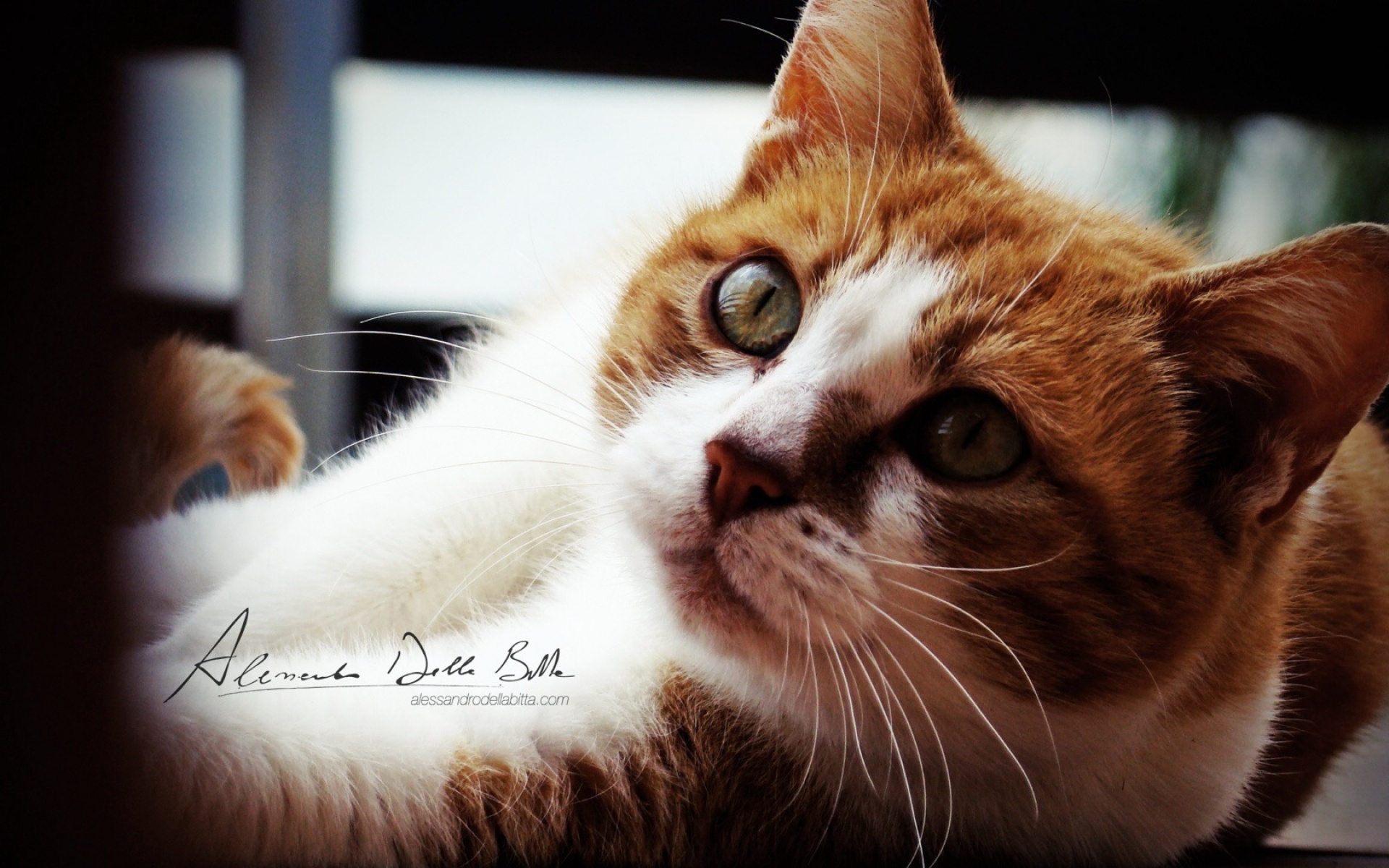 高清,动物,2012Y十一月04D,儿童桌面专用