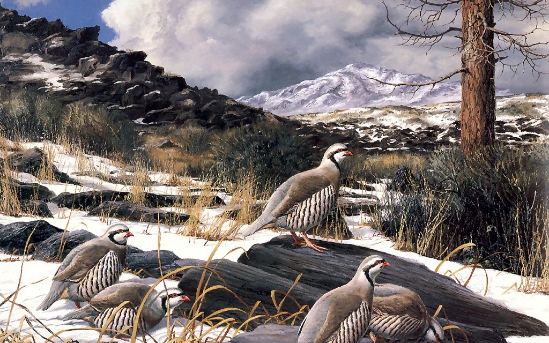 动物,绘画,风格,2012Y十一月05D,儿童桌面专用