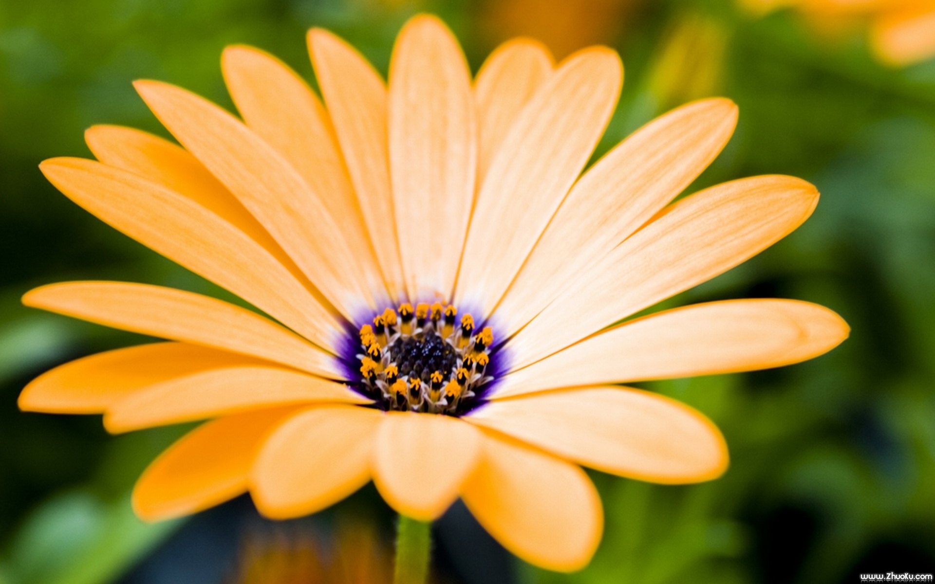 小清新,静物写真,花卉,儿童桌面专用