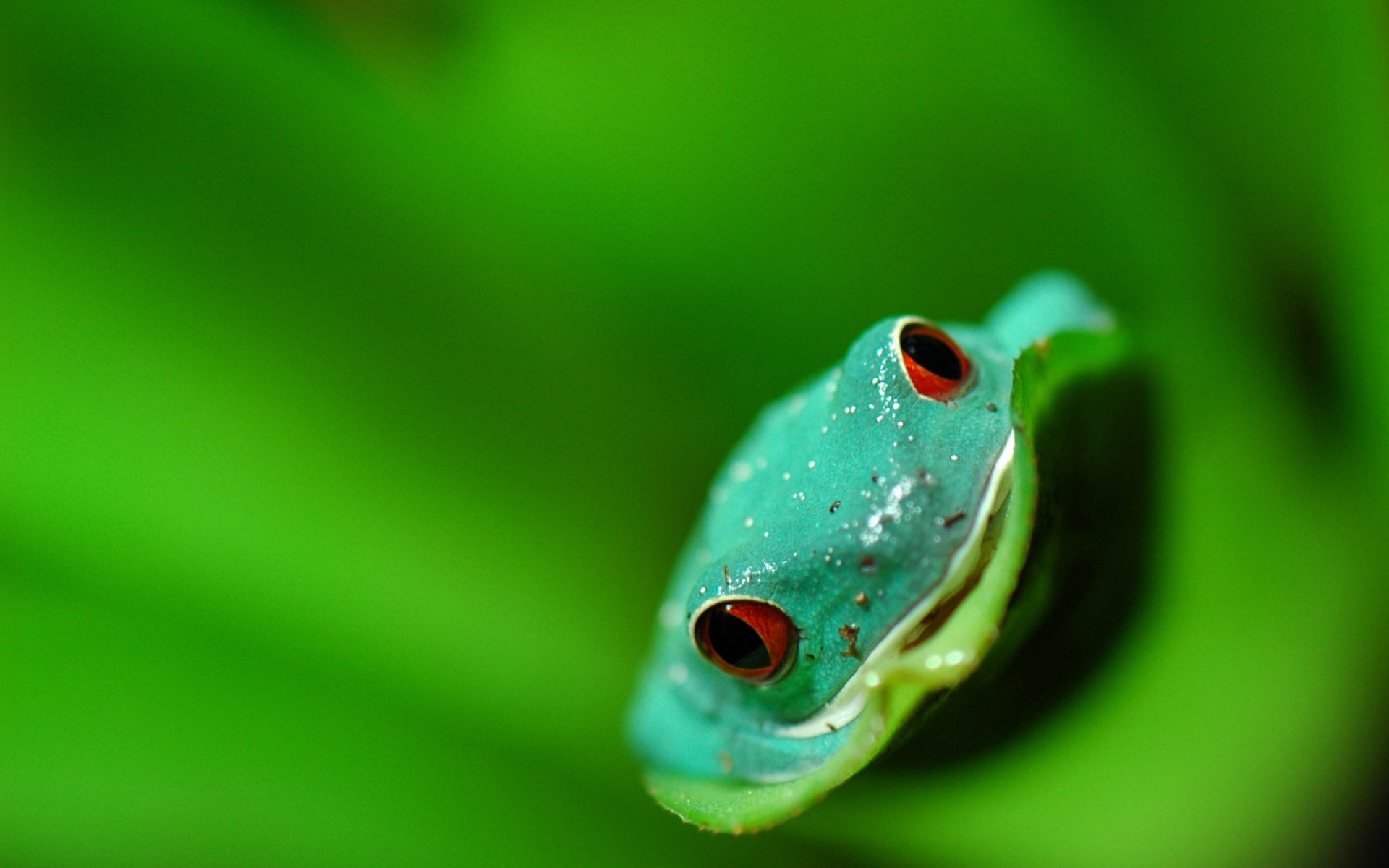 世界地理,动物,高清,2012Y十一月03D,儿童桌面专用