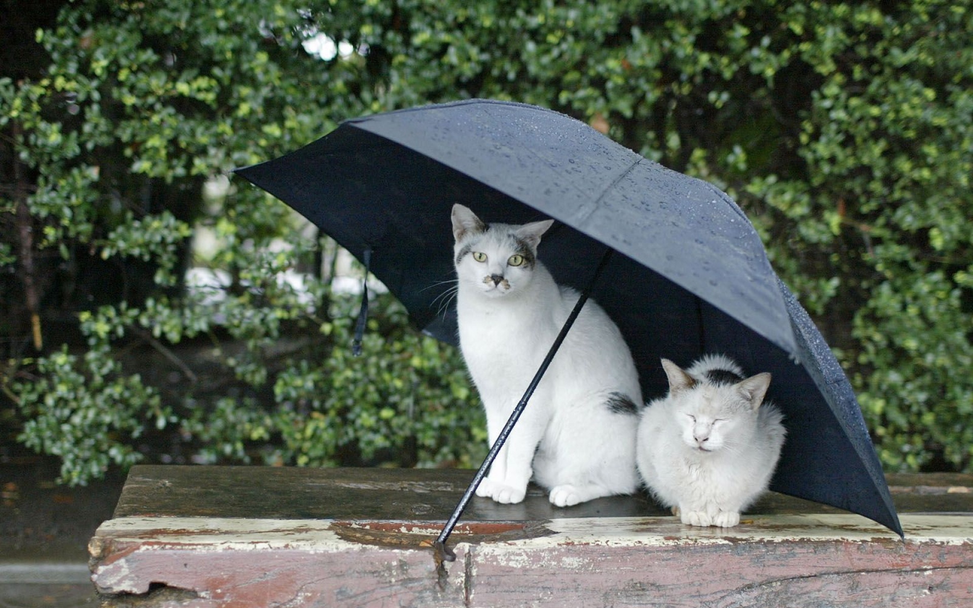 街角,小猫咪,摄影,高清,猫,动物,2012Y十月31D,儿童桌面专用