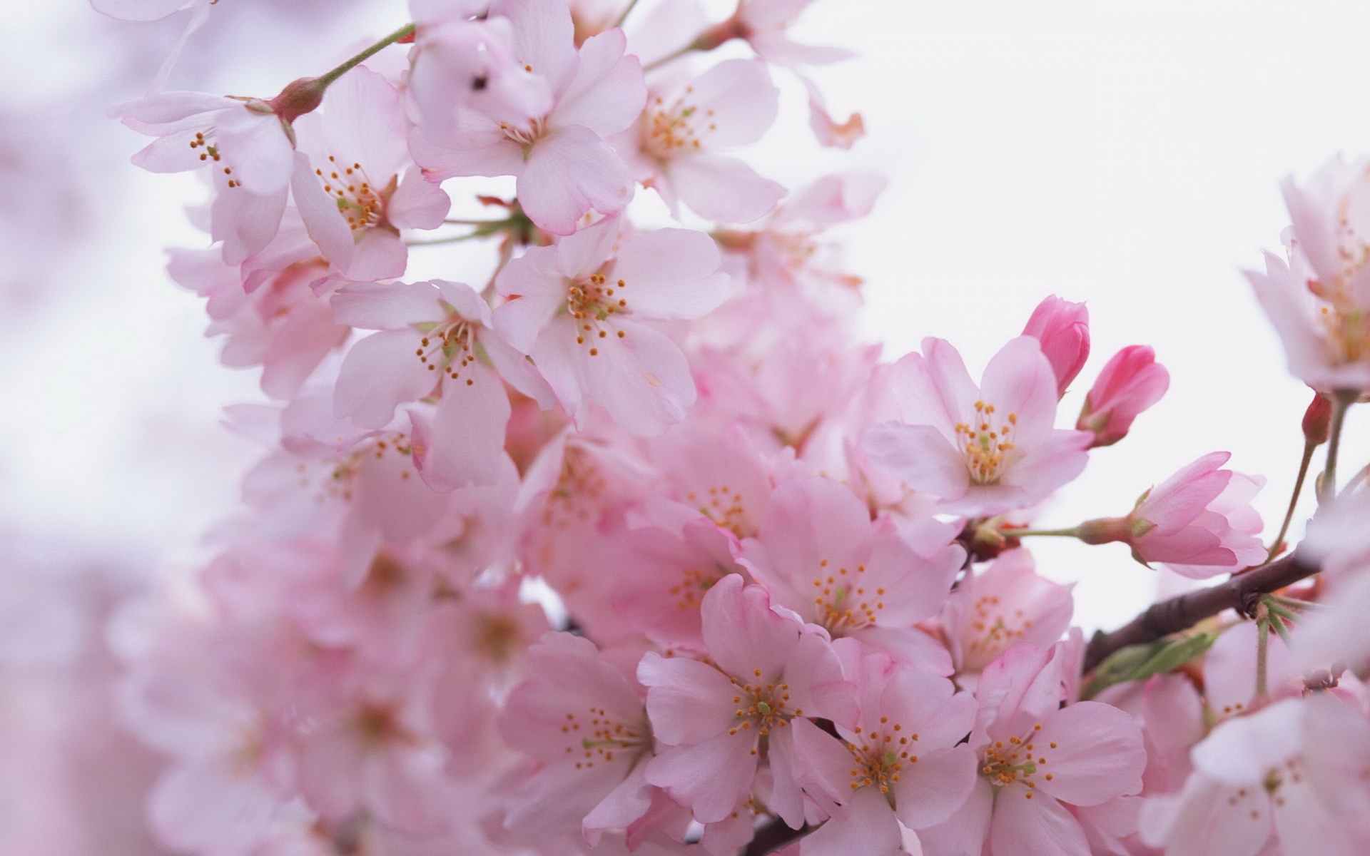 小清新,鸟语花香,花卉,儿童桌面专用