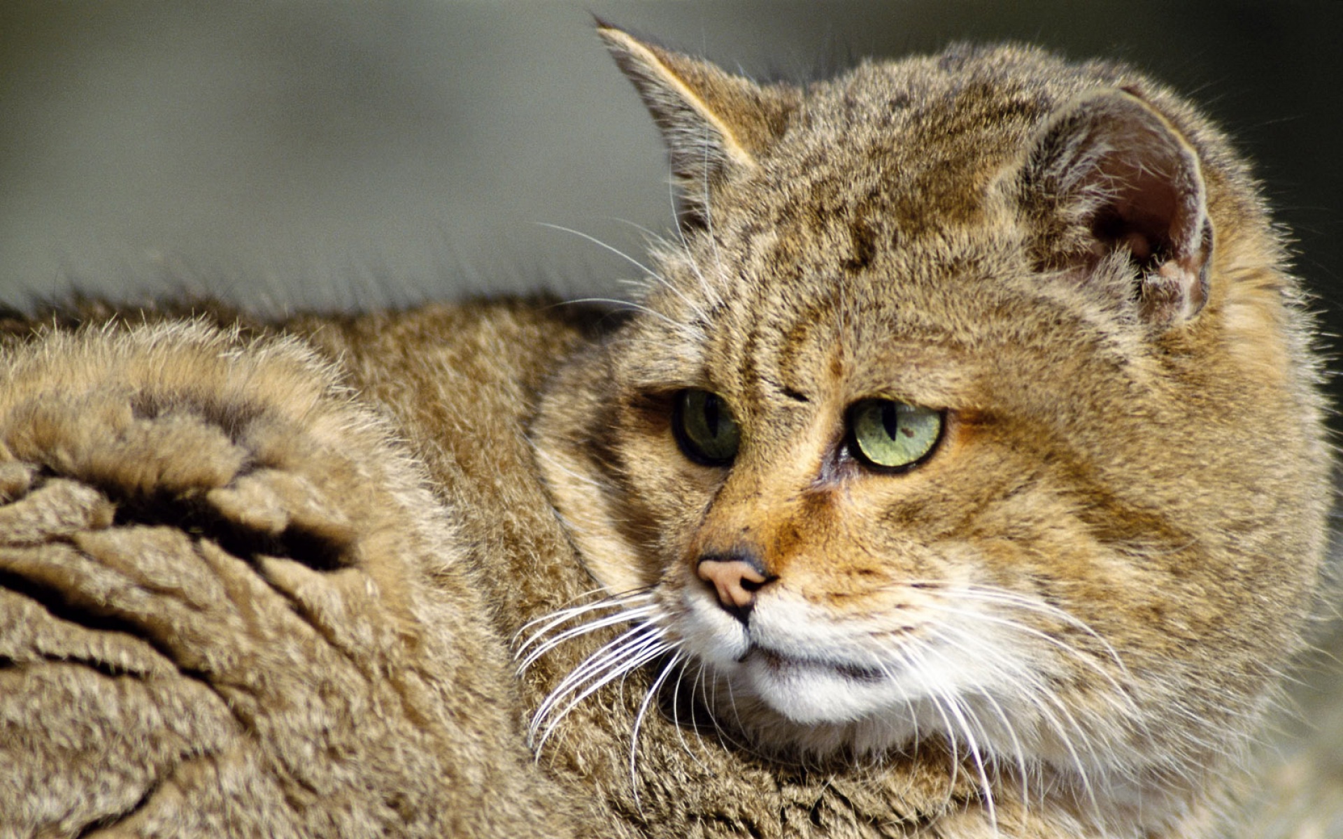 萌宠动物,野生动物,儿童桌面专用