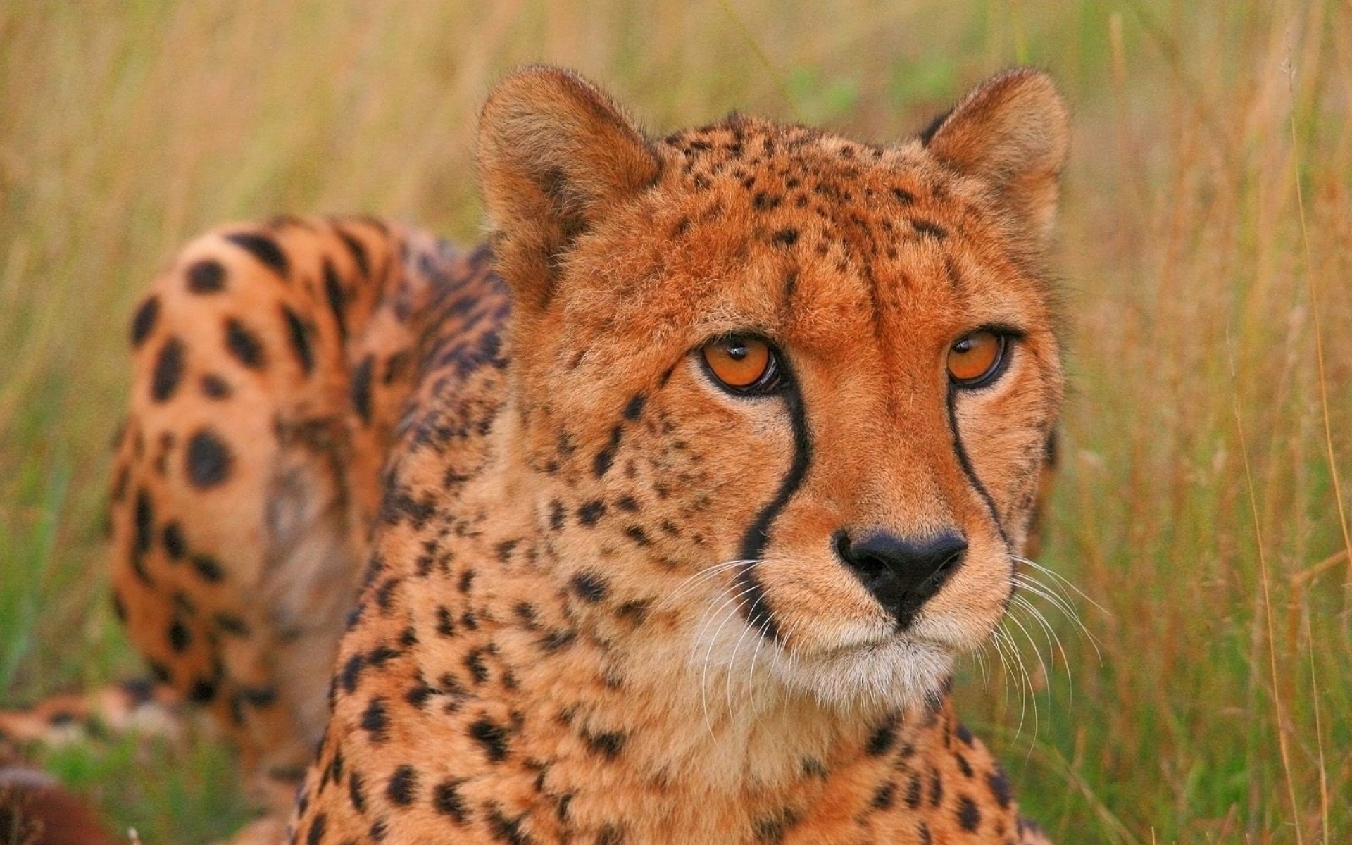 野生动物,豹子,儿童桌面专用