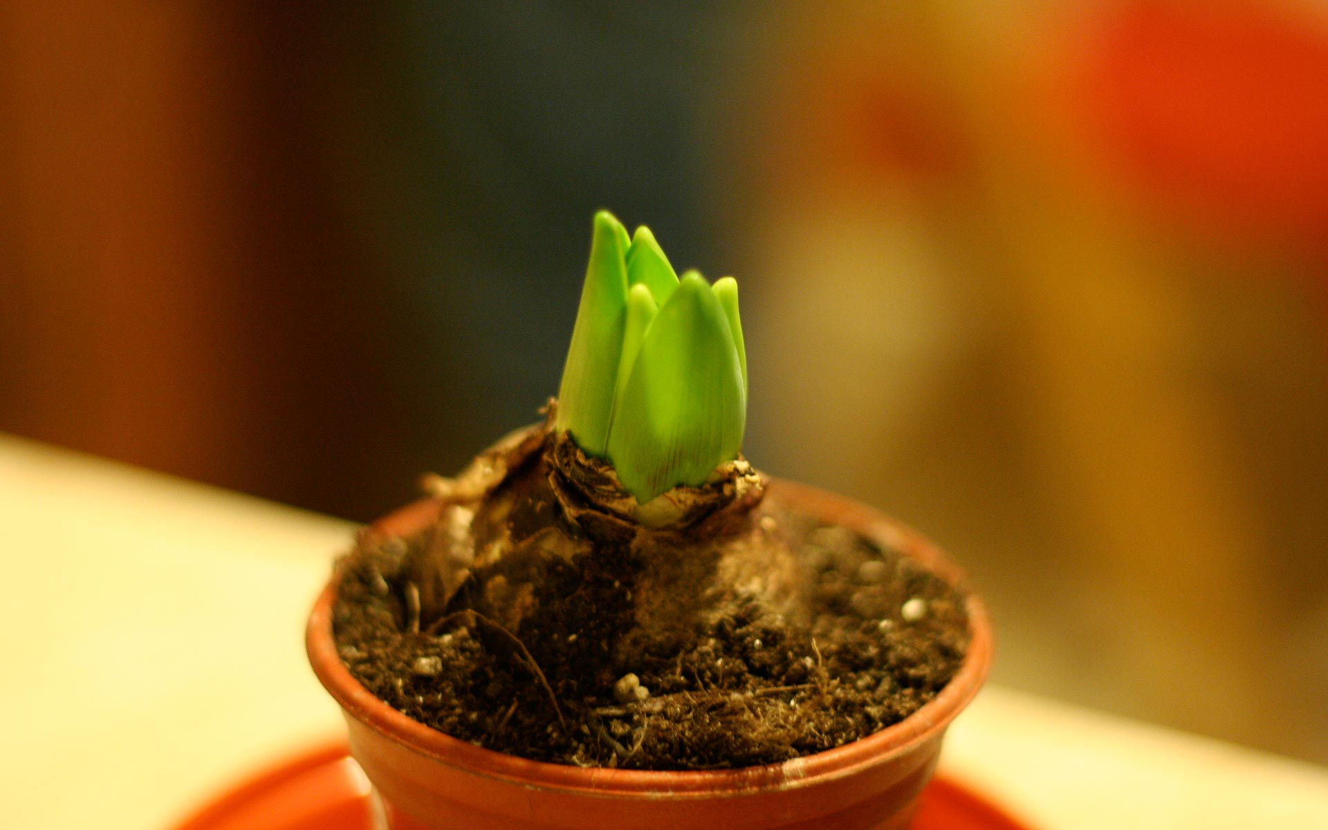 花卉,风信子,清新淡雅,儿童桌面专用