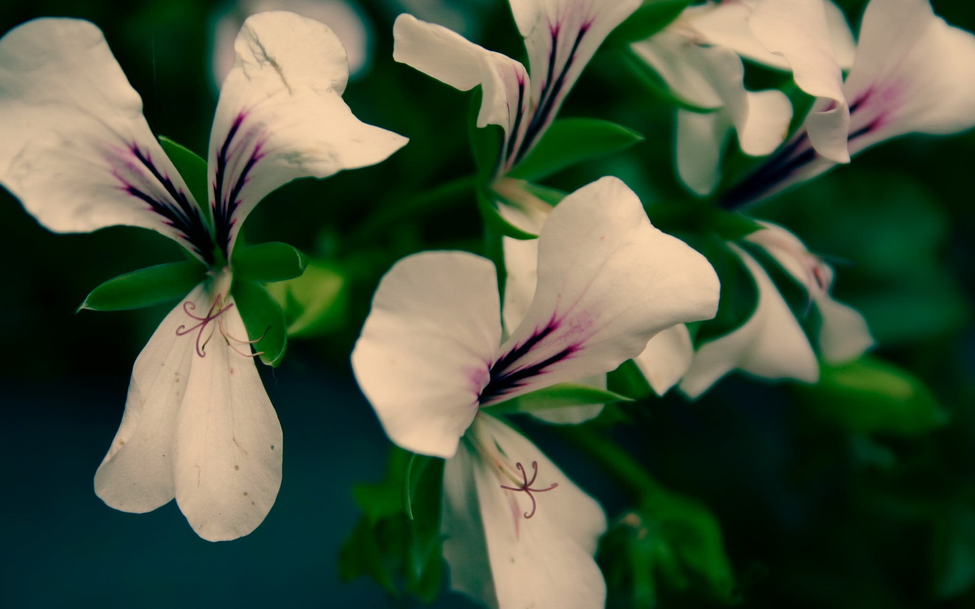 小清新,清新淡雅,花卉,儿童桌面专用