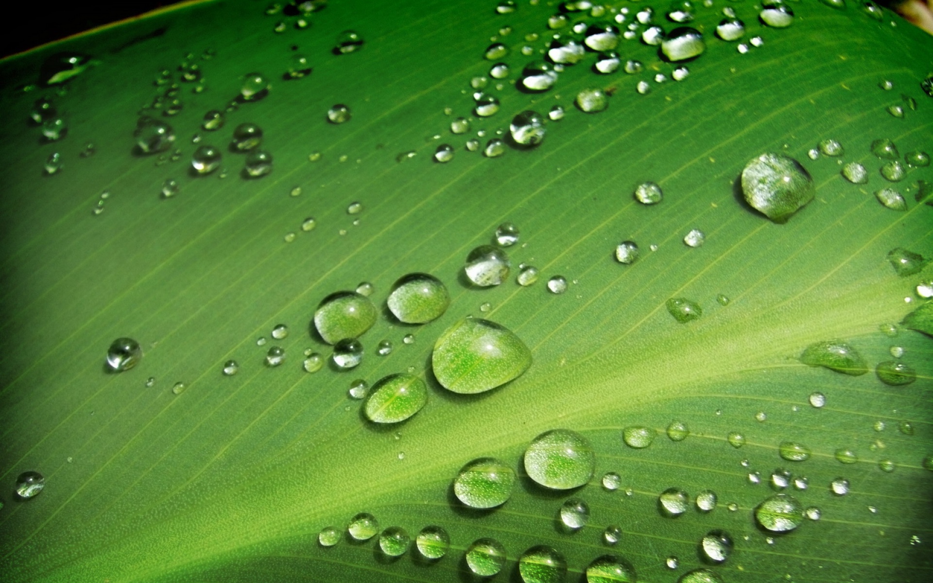 清新,植物,绿色,2012Y十月31D,儿童桌面专用